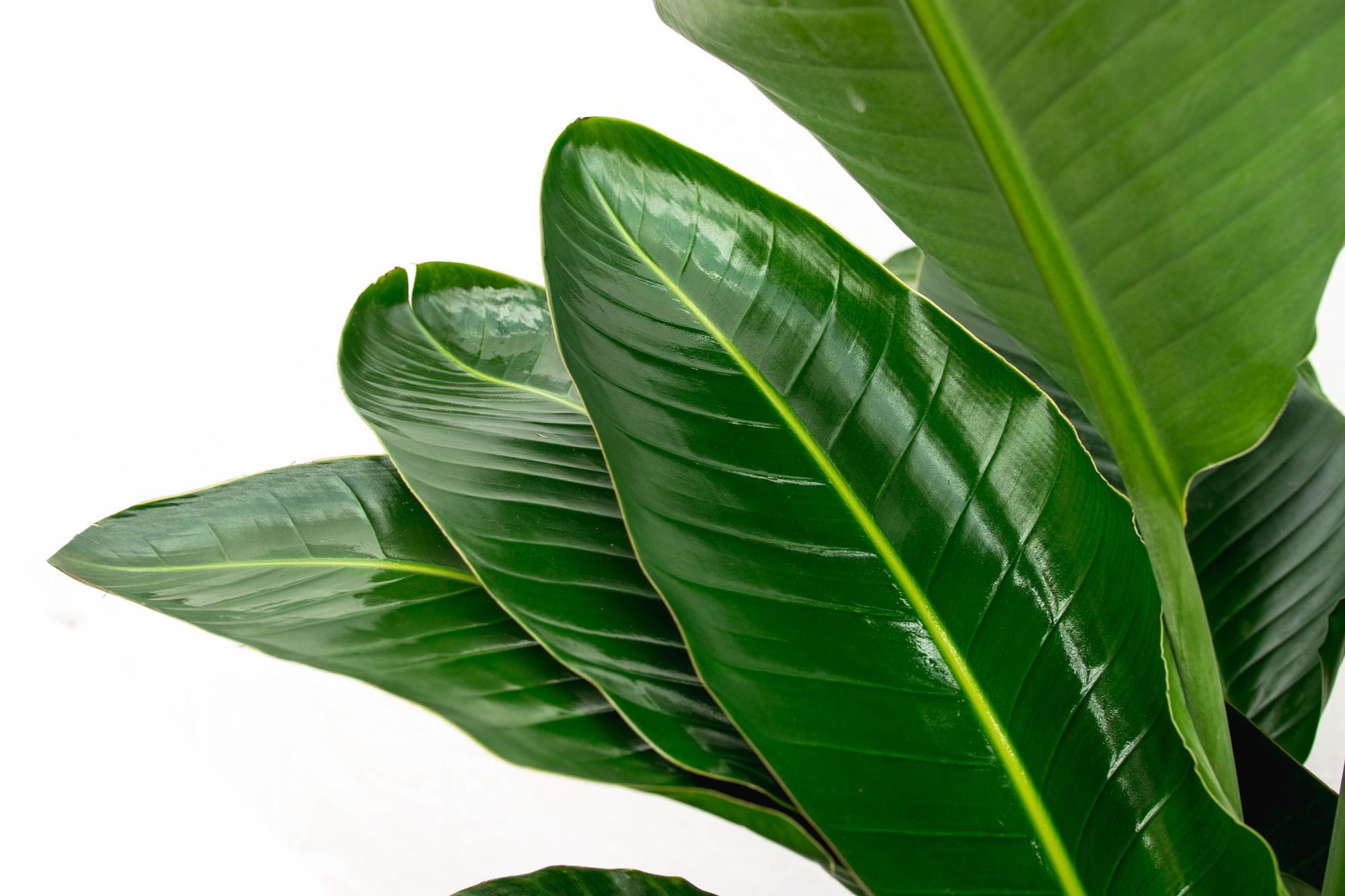 Nahaufnahme des Blattes der Strelitzia Nicolai