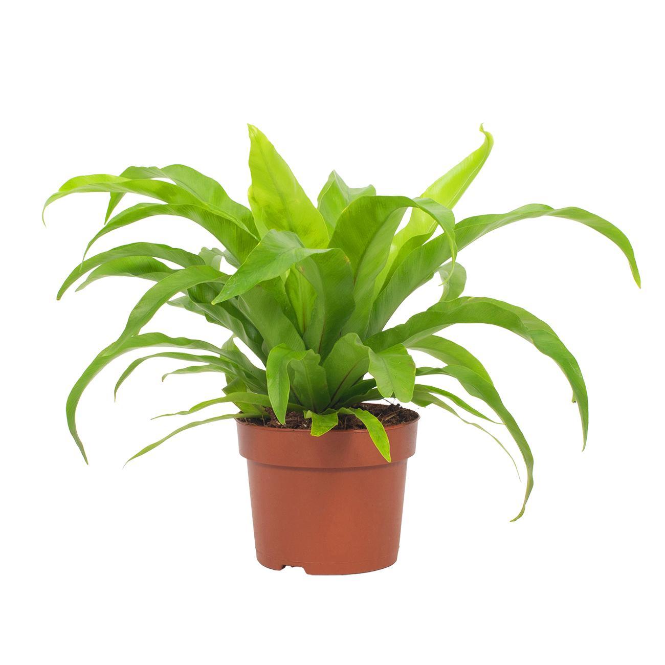 grüne Zimmerpflanze Nestfarn Asplenium Antiquum im Topf