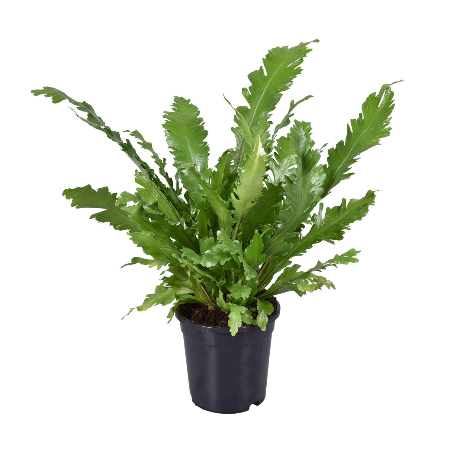 grüne Zimmerpflanze Nestfarn Asplenium Nidus im Topf