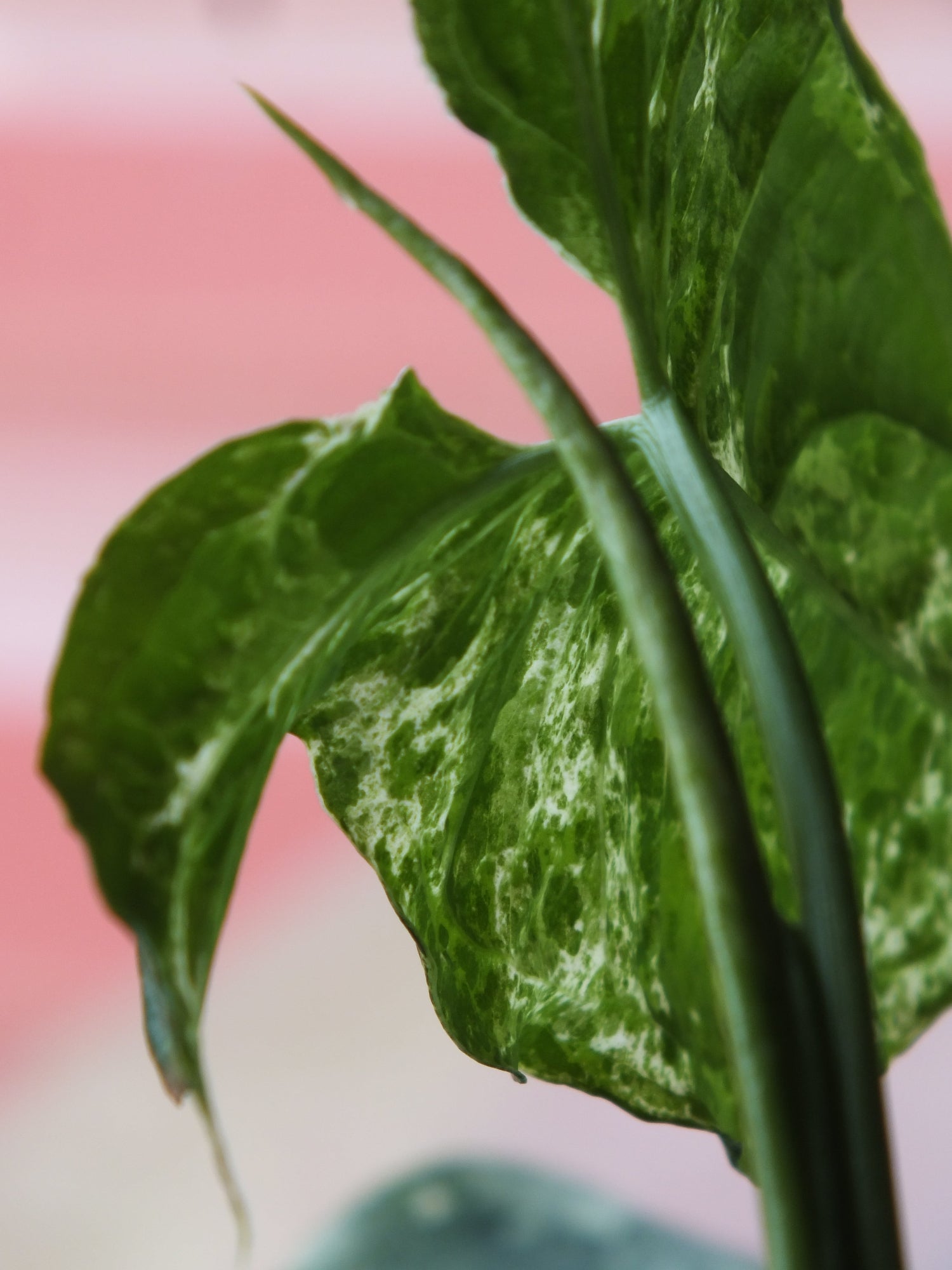 Zimmerpflanze Purpurtute Syngonium Mottled neues Blatt