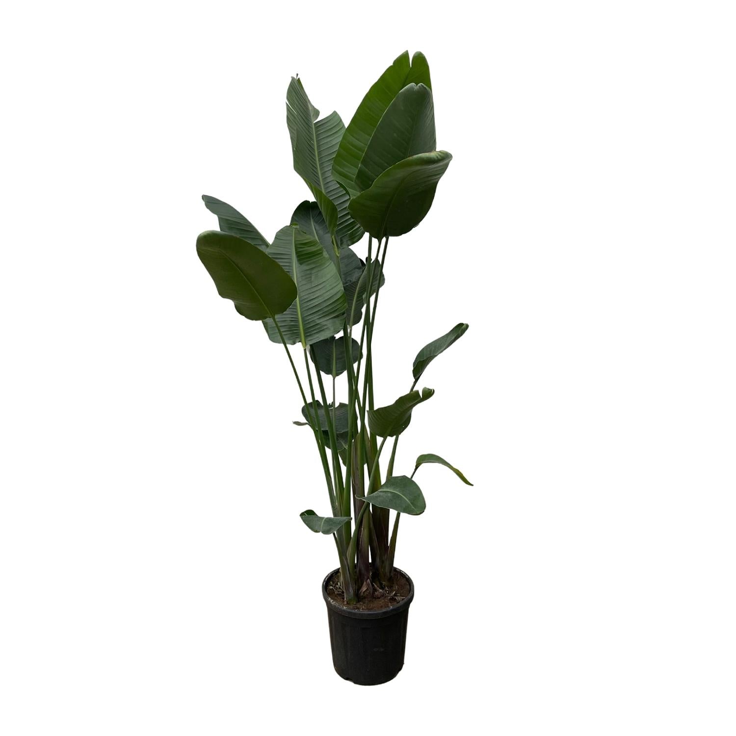 hoch gewachsene Zimmerpflanze Paradiesvogelblume Strelitzia Nicolai im Topf