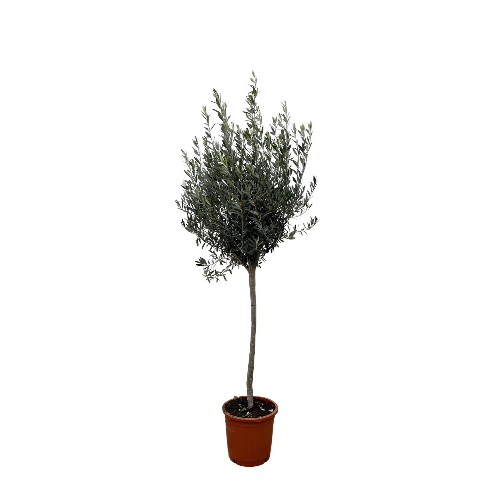 Garten und Balkonpflanze Olivenbaum Olea Europaea mit einem langen dünnen Stamm im Topf
