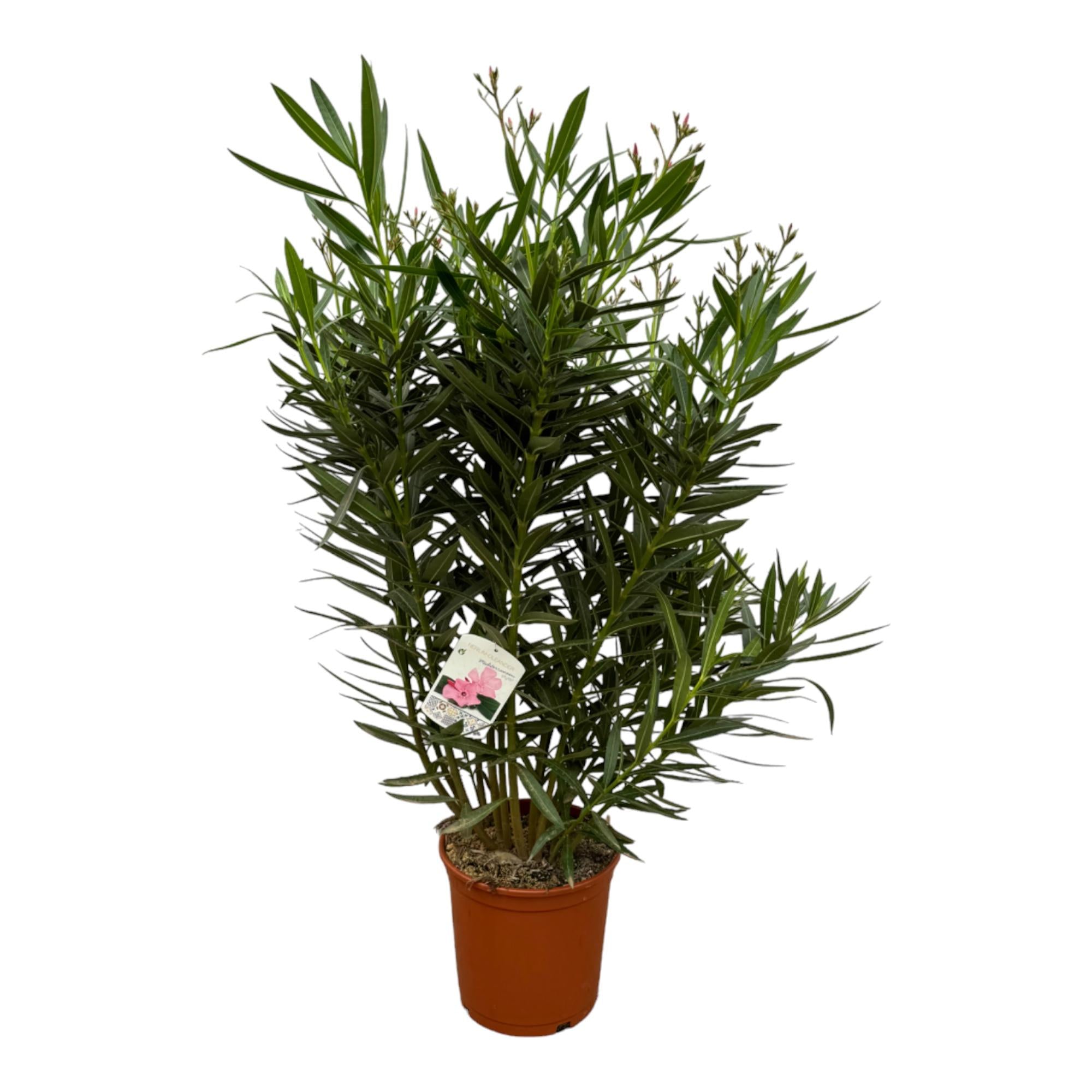 Garten und Balkonpflanze Oleander Nerium im Topf mit weißen Blüten