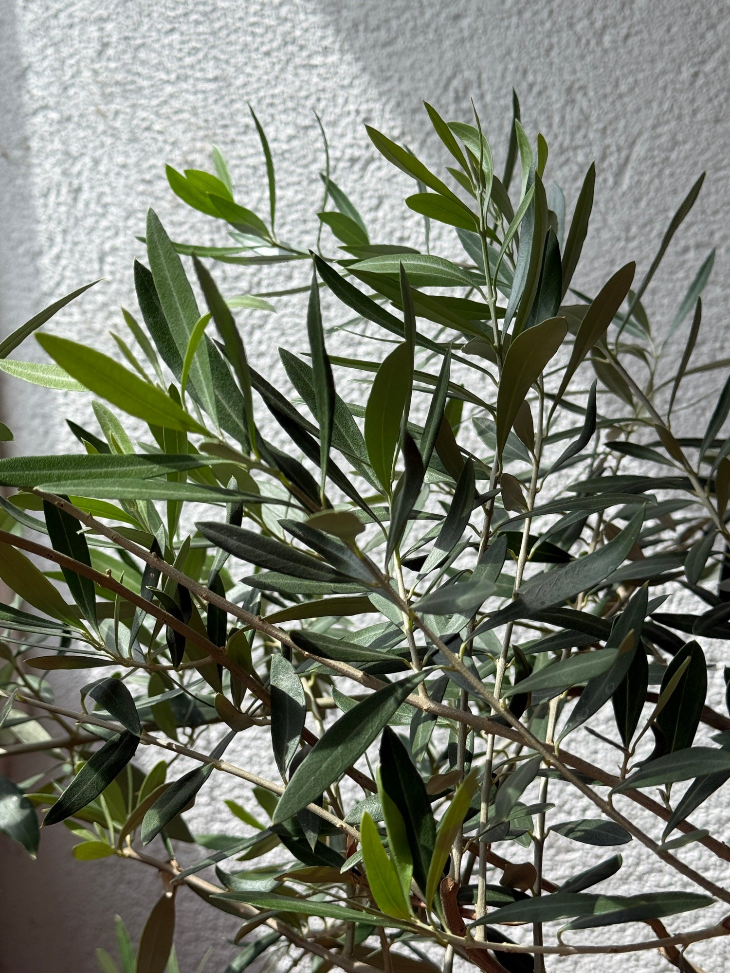 Verzweigungen und Blätter eines Olivenbaum Olea Europaea 