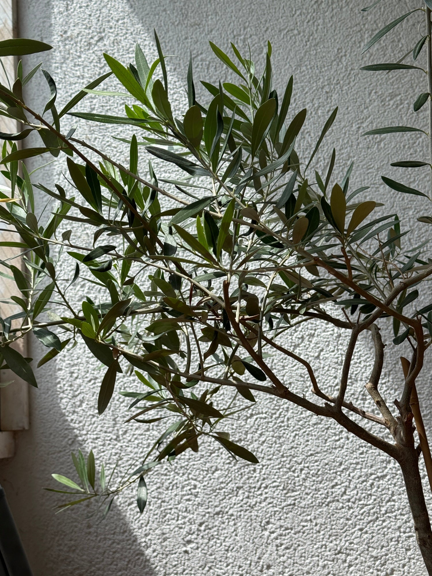 Zweige und die Blätter eines Olivenbaums Olea Europea aus einer näheren Ansicht