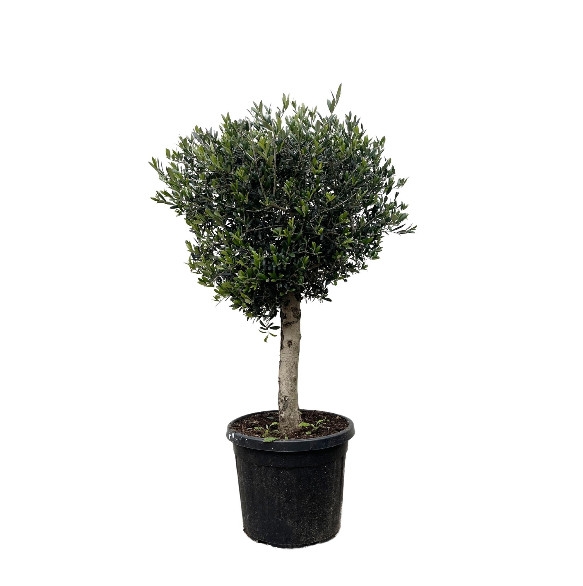 kräftiger, buschiger Olivenbaum Olea Europaea im Topf