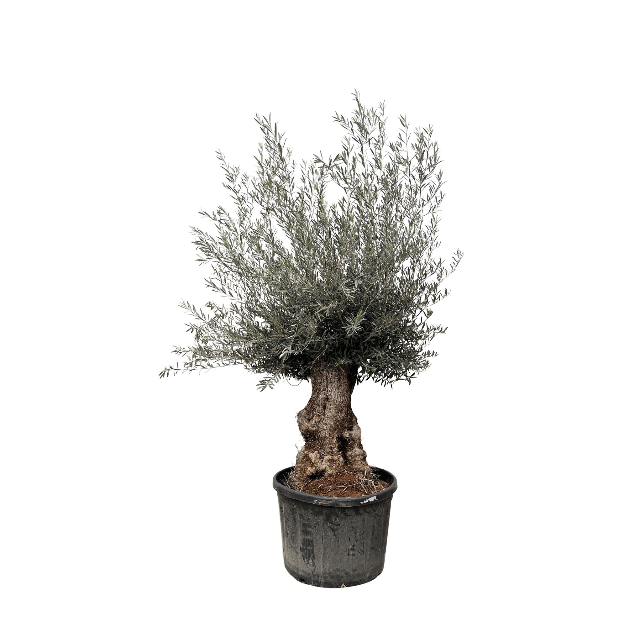 hochgewachsener Olivenbaum Olea Europaea  mit einem sehr breiten Stamm im Topf