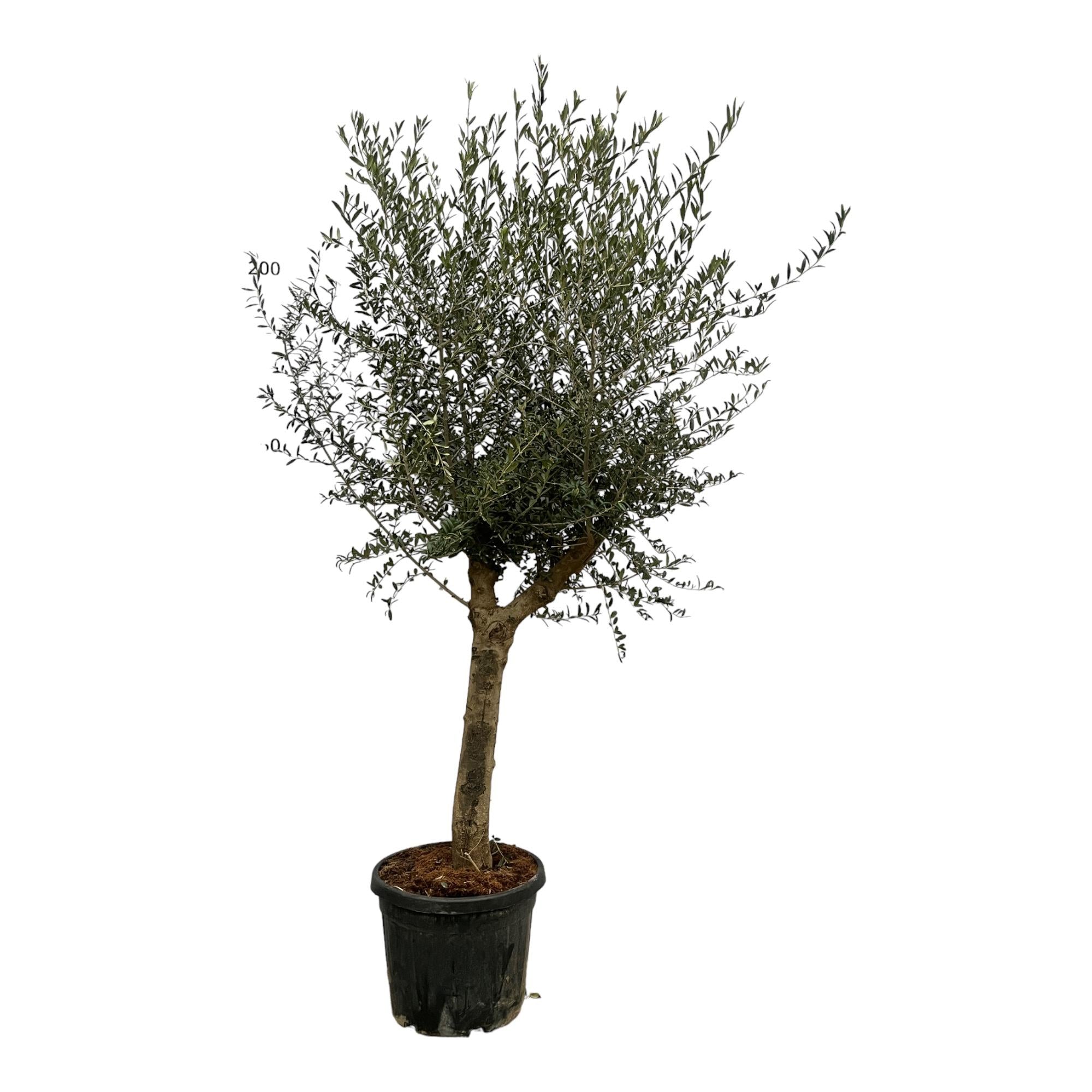 Olivenbaum Olea Europaea mit einem starken Stamm im Topf