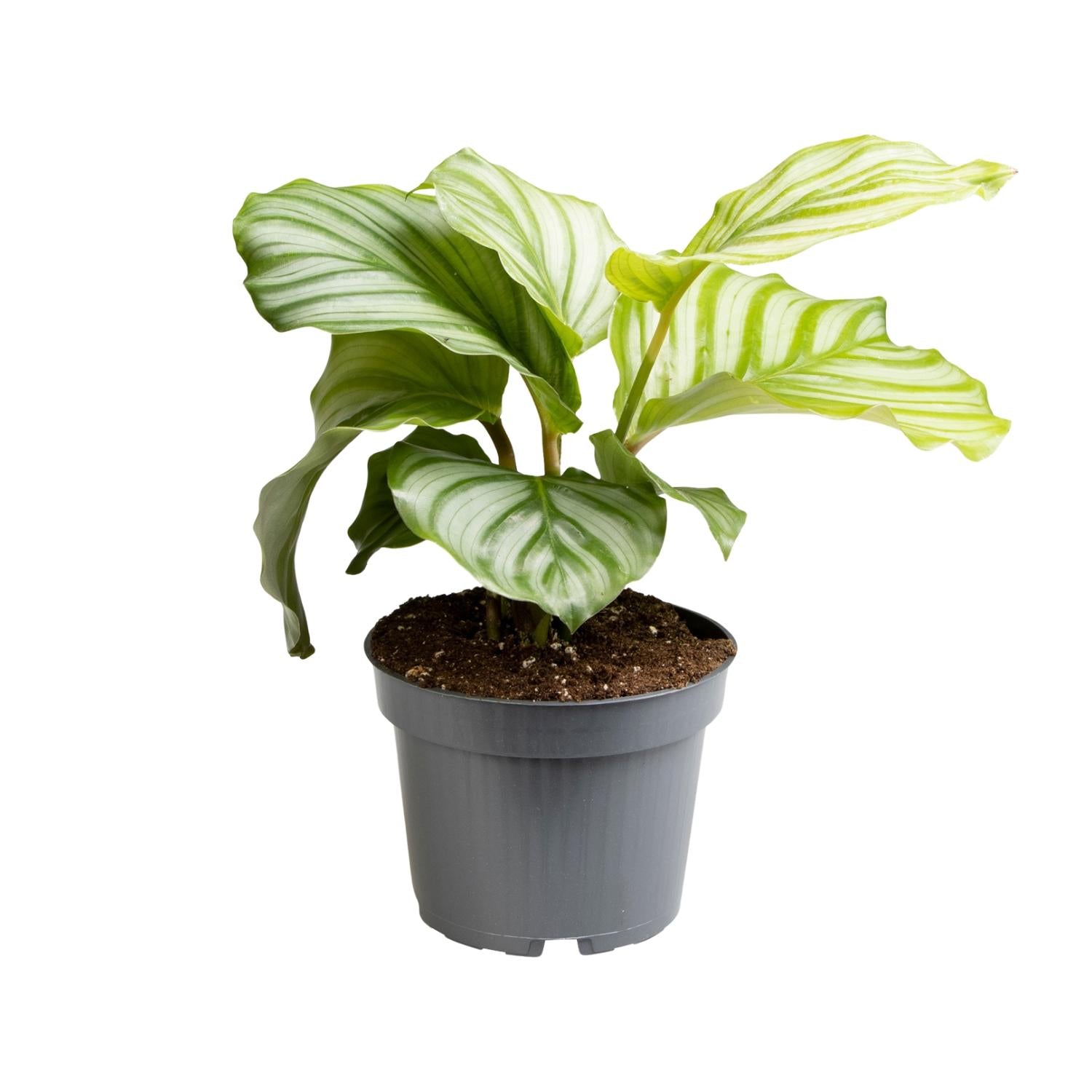 Zimmerpflanze Korbmarante Calathea Orbifolia im Topf