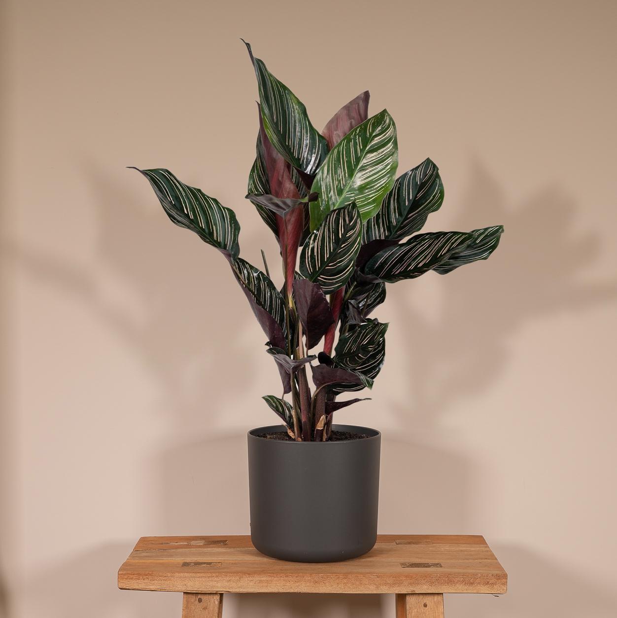 bunte Zimmerpflanze Korbmarante Calathea Ornata auf einem Regal