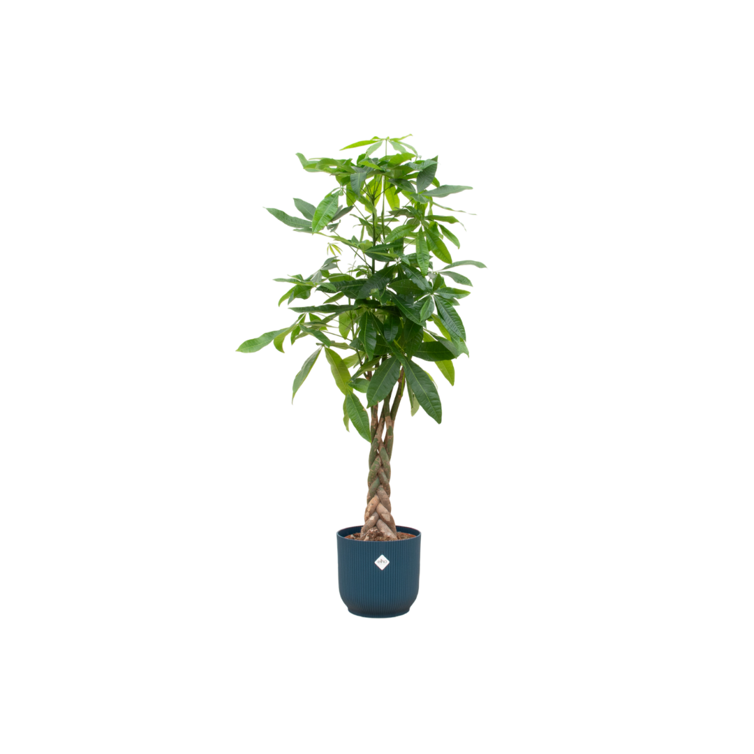Zimmerpflanze Glückskastanie Pachira Aquatica  mit geflochtenem Stamm im blauem Elho Topf