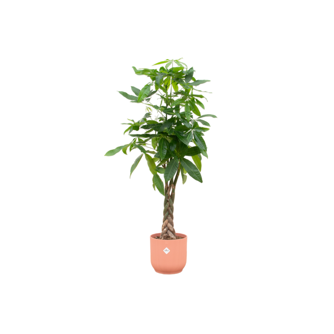 Zimmerpflanze Glückskastanie Pachira Aquatica  mit geflochtenem Stamm im blauem rosa Topf