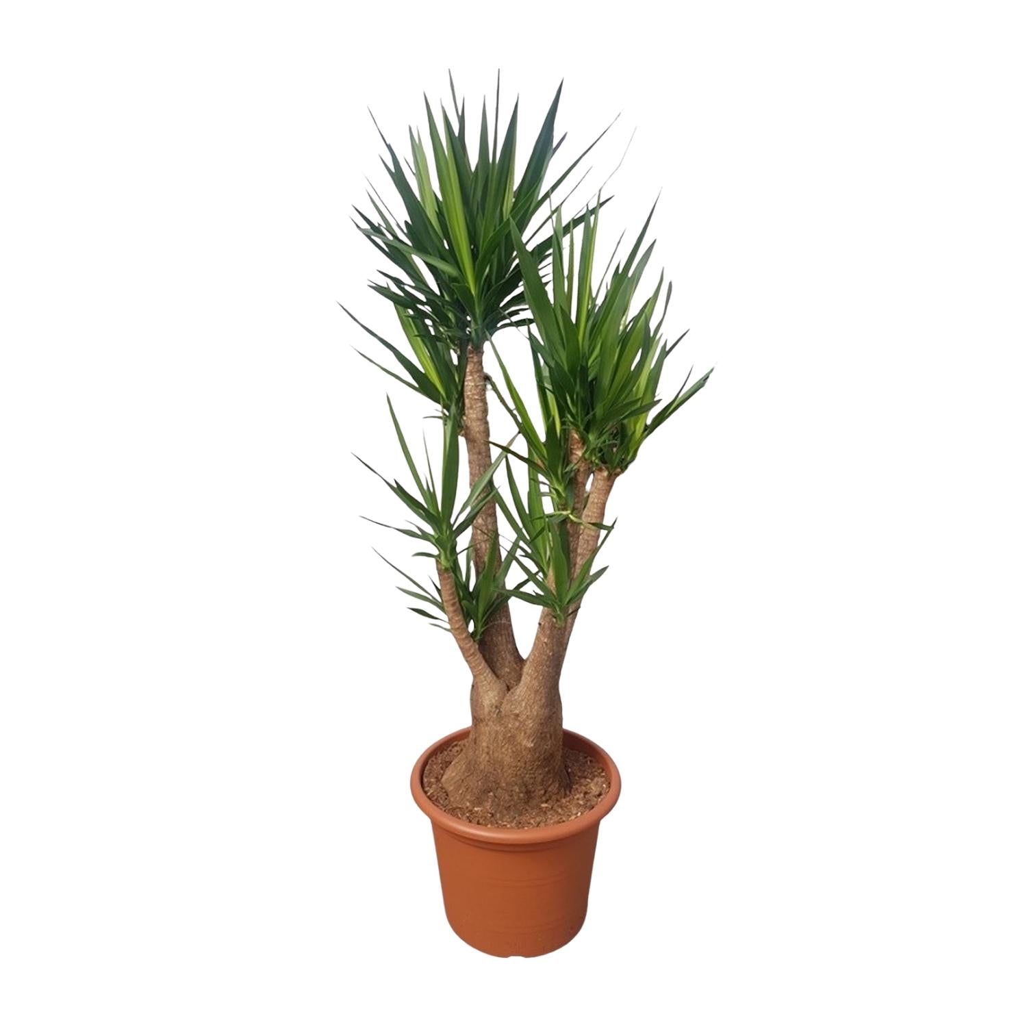 große Zimmerpflanze Palmlilie Yucca Elephantipe im Topf