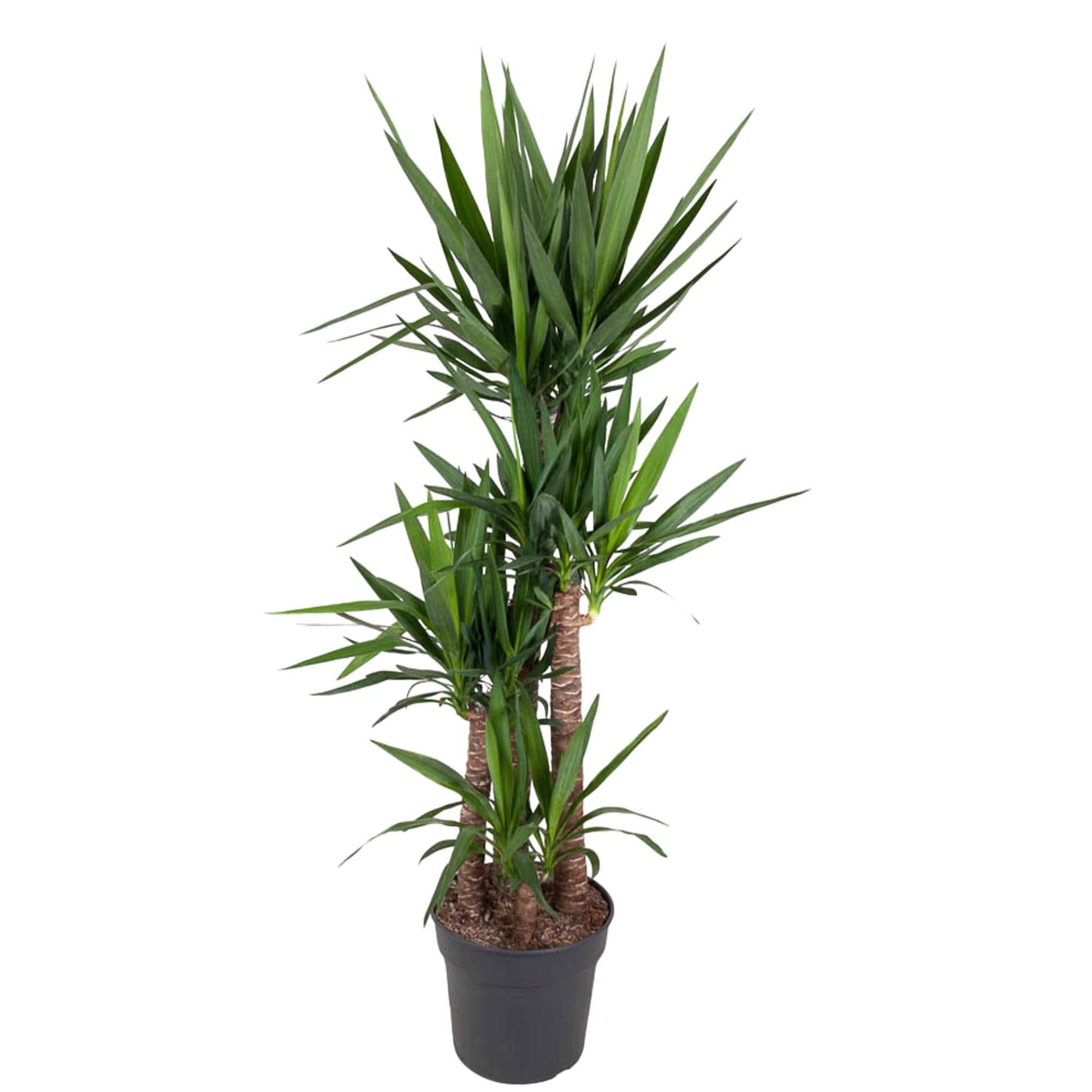 Zimmerpflanze Palmlilie Yucca Elephantipe mit mehreren Stämmen im Topf