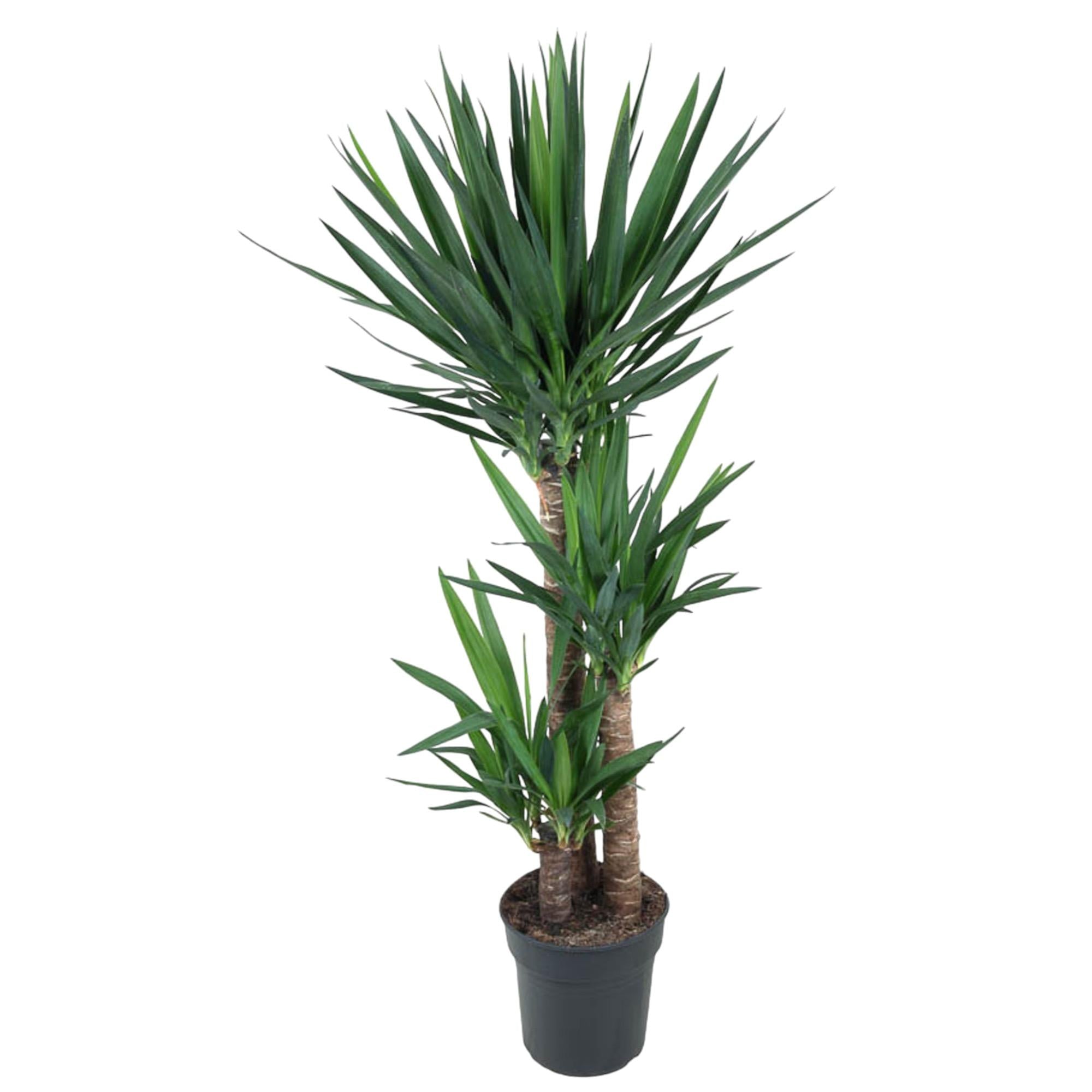 Zimmerpflanze Palmlilie Yucca Elephantipe mit mehreren Stämmen im Topf