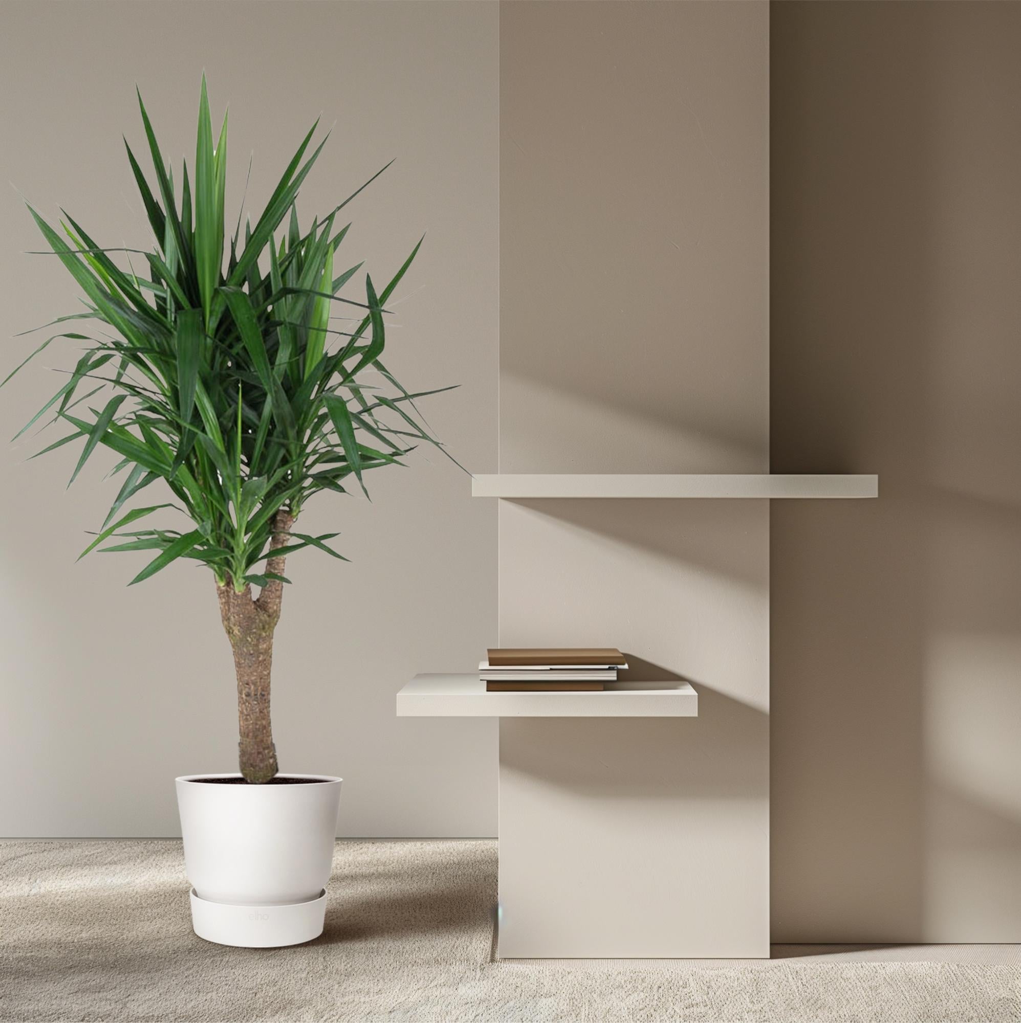 Zimmerpflanze Palmlilie Yucca Elephantipe verzweigt neben einem Regal