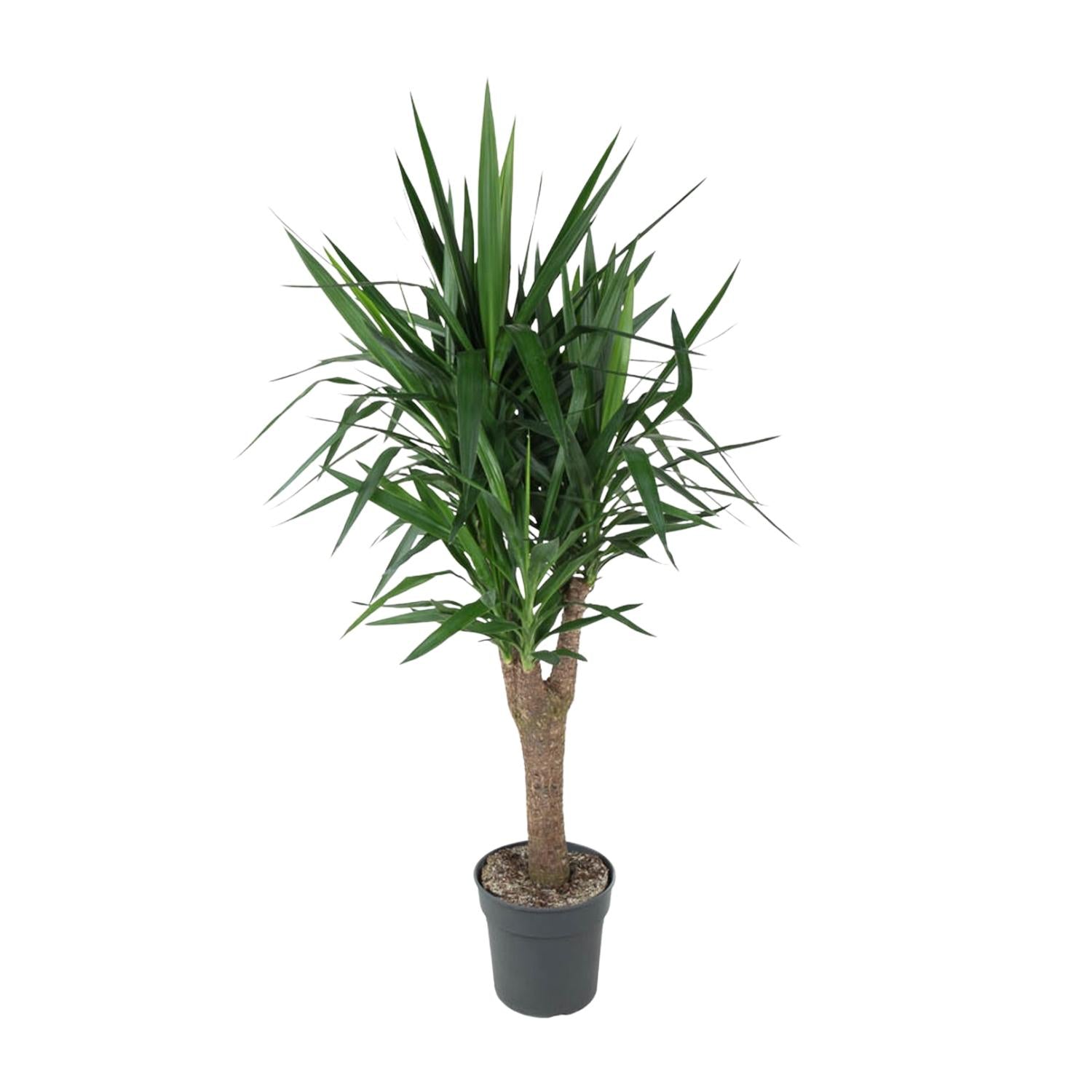 Zimmerpflanze Palmlilie Yucca Elephantipe im Topf
