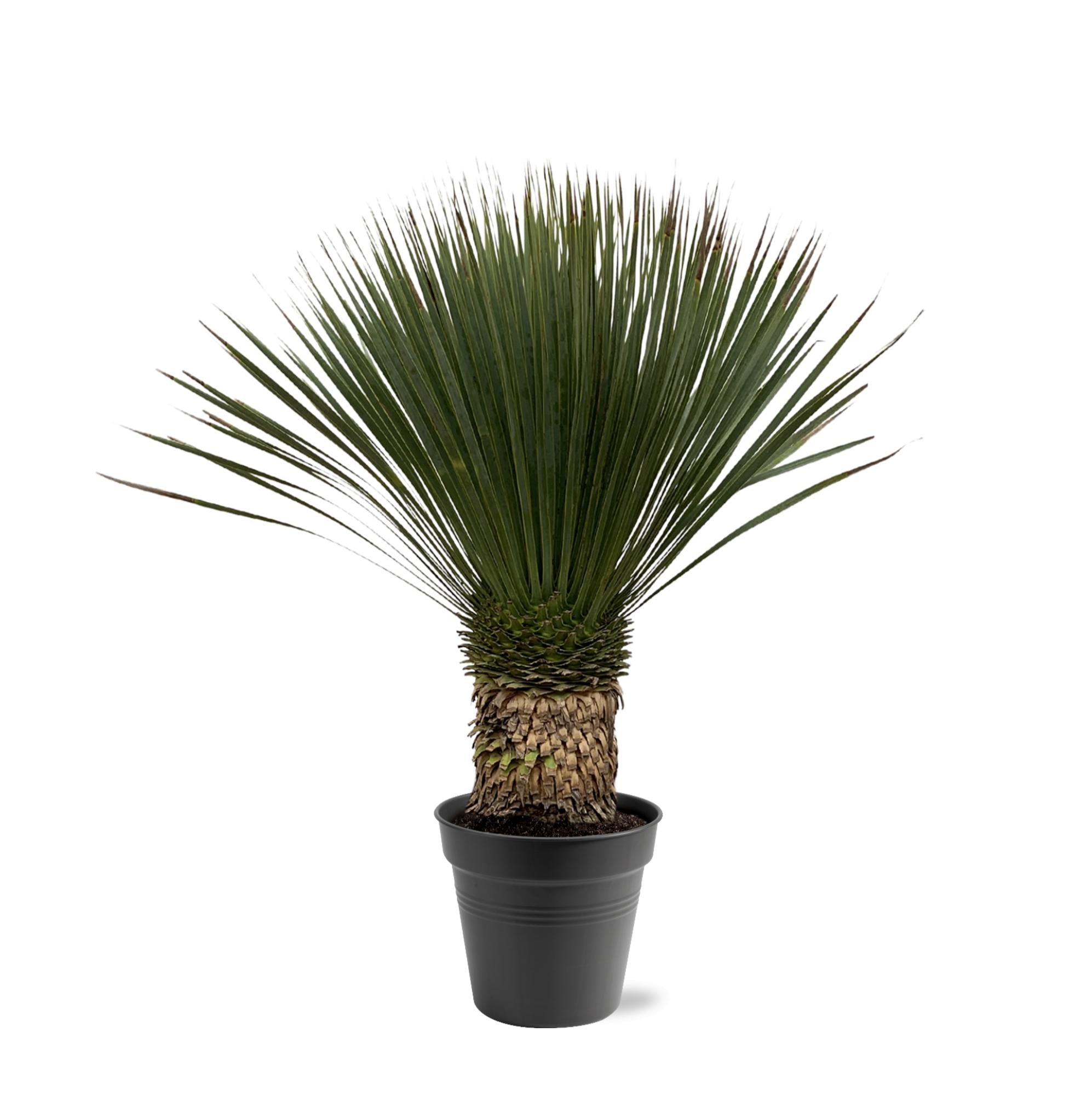 Außenpflanze Blaue Palmlilie Yucca Rostrata mit einem dick gewachsenem Stamm im Topf