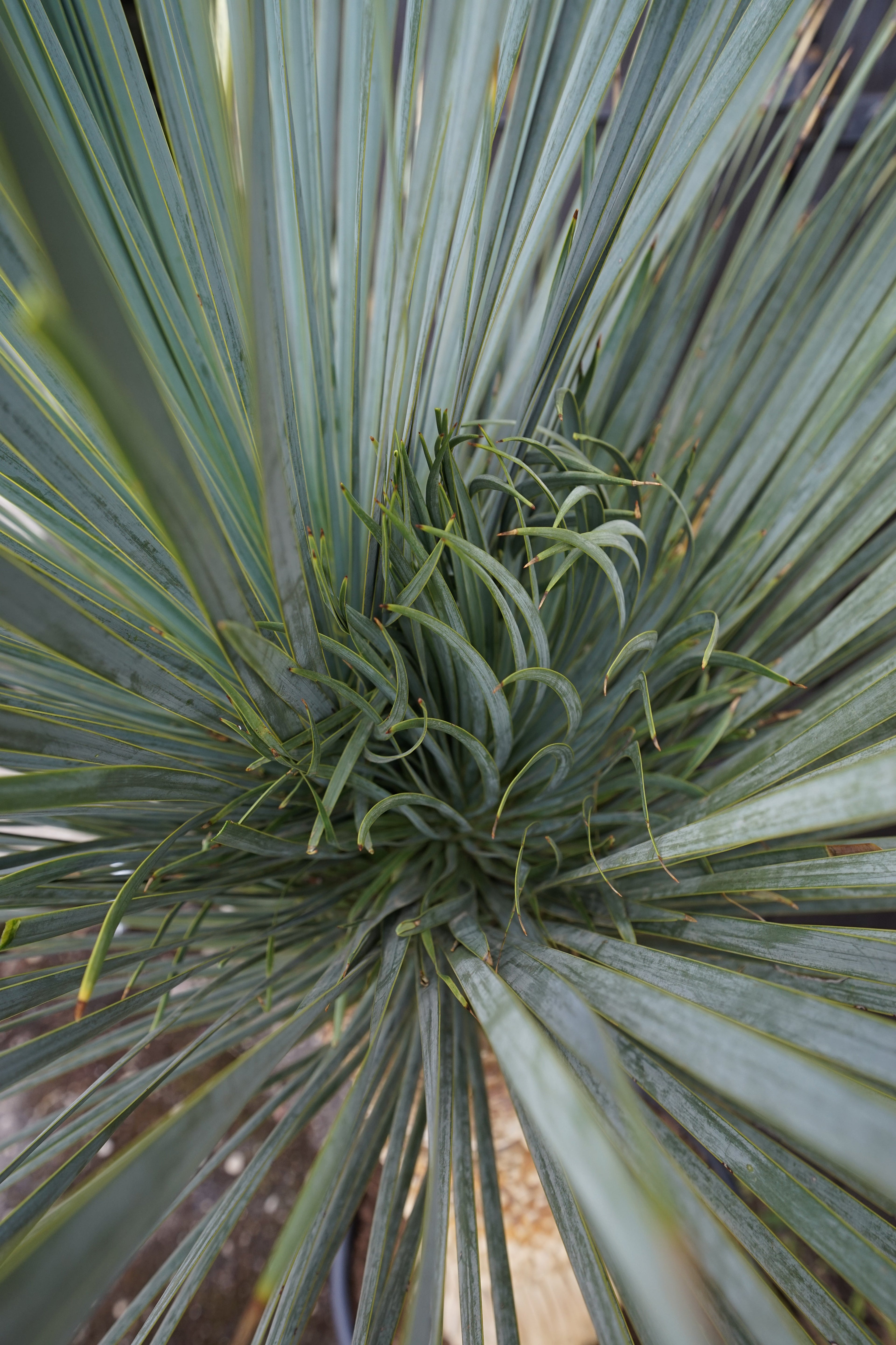 junge Palmwedel der Yucca Rostrata