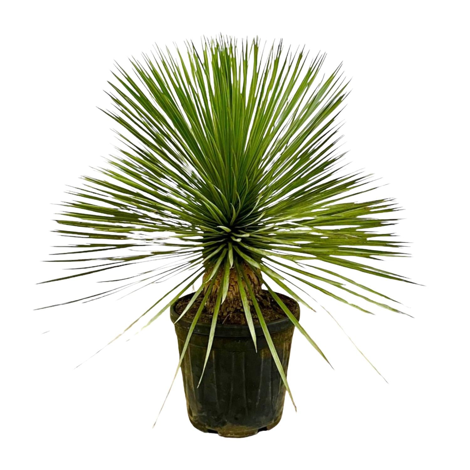 Außenpflanze Blaue Palmlilie Yucca Rostrata mit kräftigem Stamm im Topf