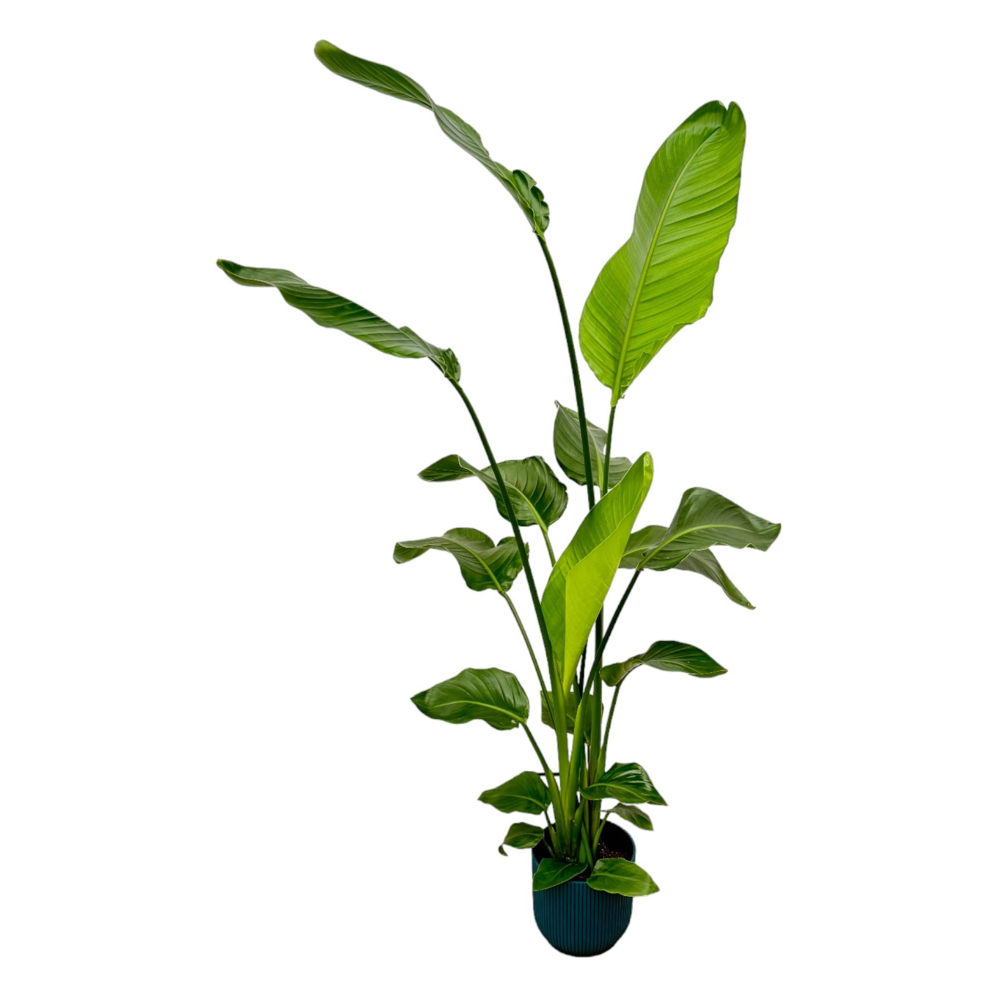 Zimmerpflanze Weiße Paradiesvogelblume Strelitzia Nicolai im blauem Elho Topf