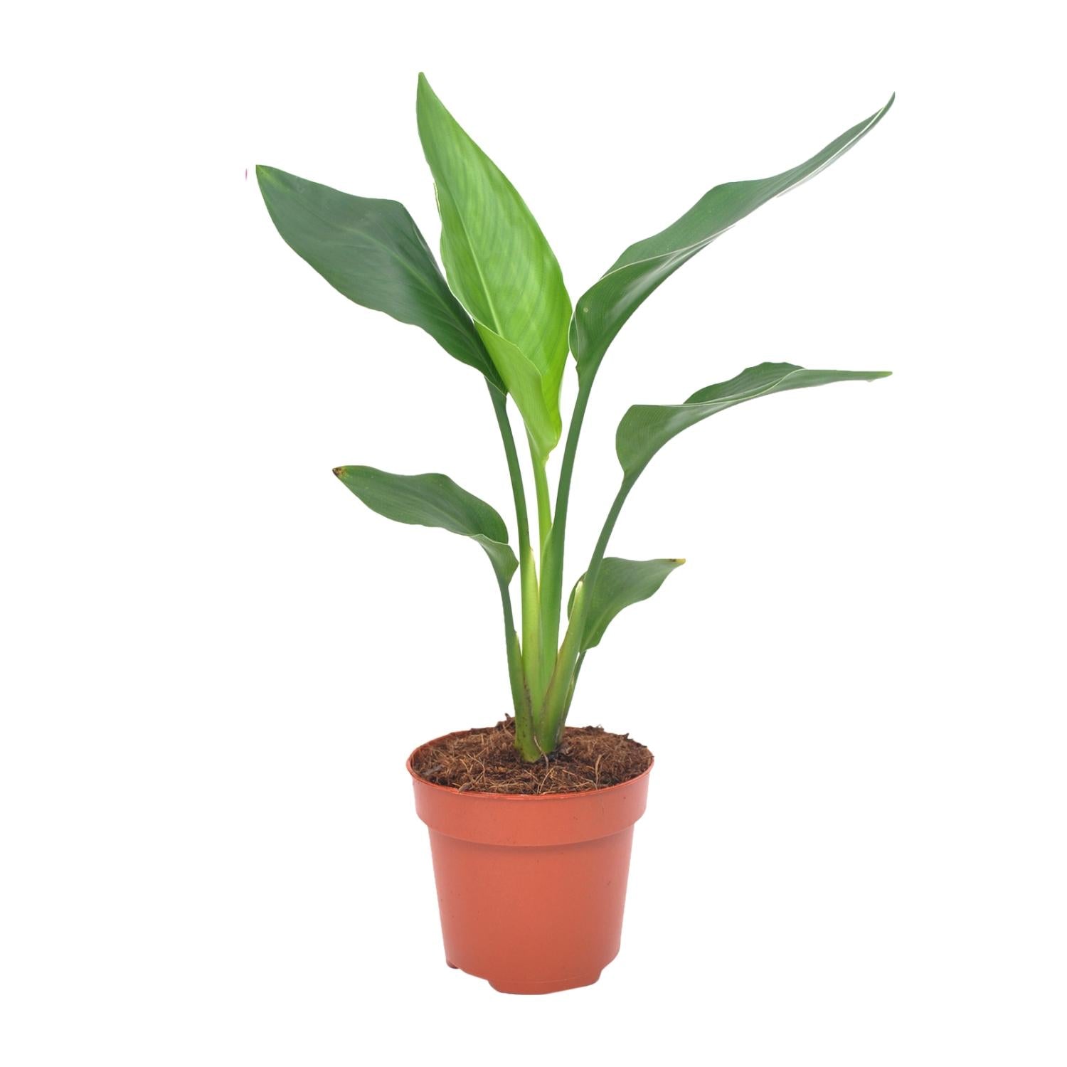 grüne Zimmerpflanze Paradiesvogelblume Strelitzia Reginea im Topf