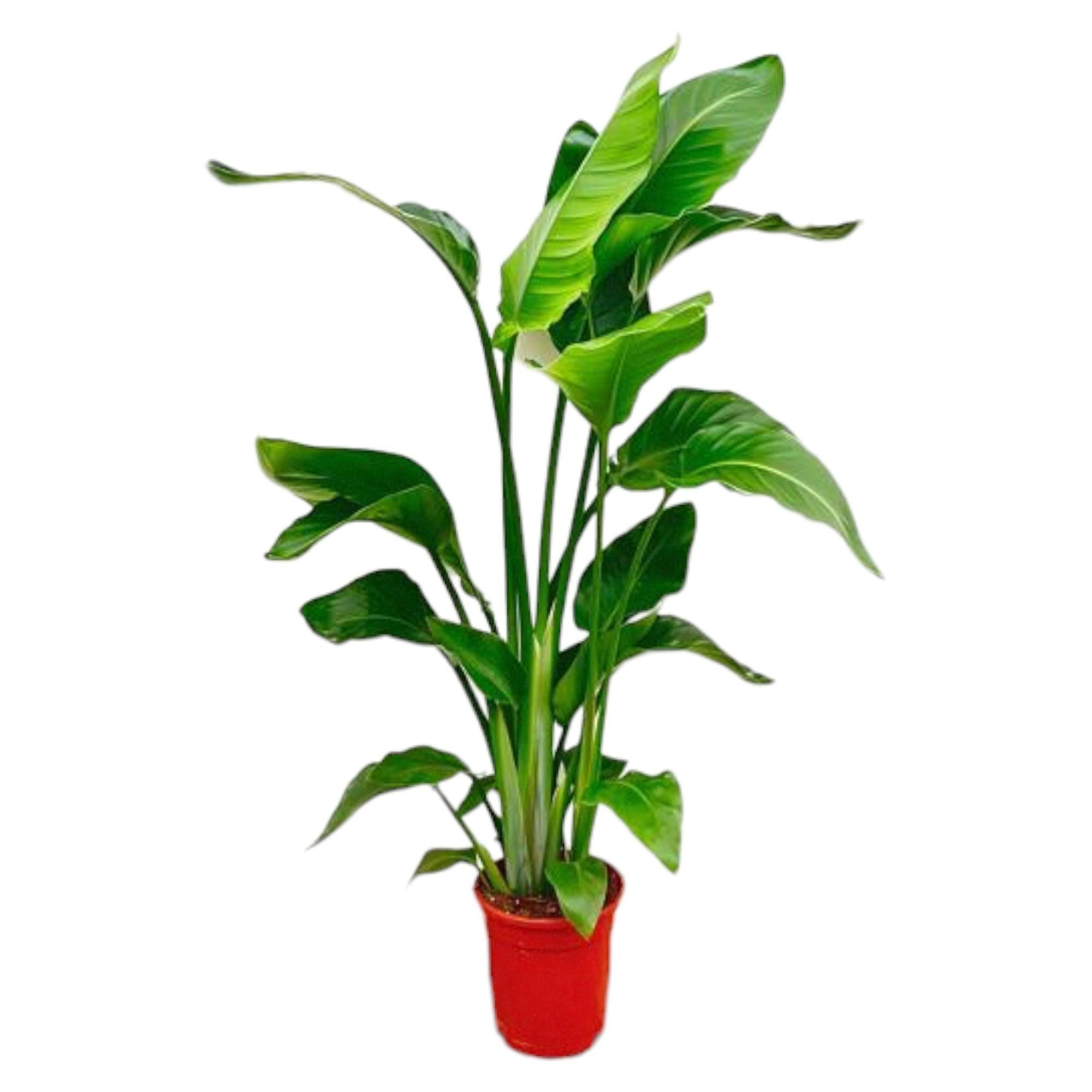 grüne große Zimmerpflanze Paradiesvogelblume Strelitzia Nicolai im topf