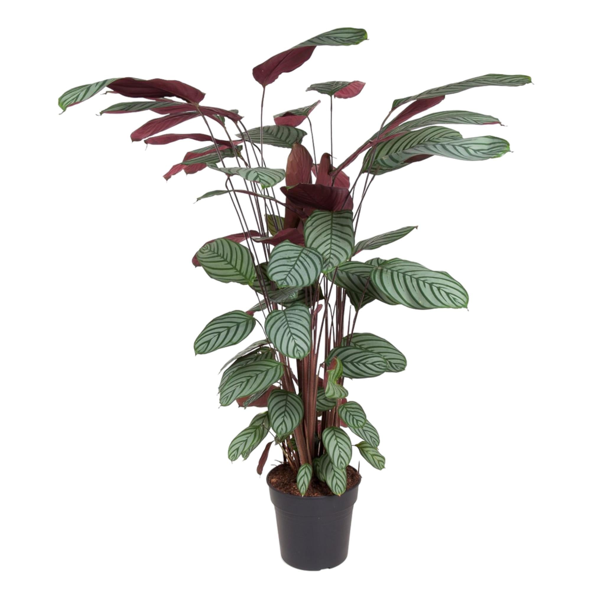 Eine grüne Zimmerpflanze namens Pfauen-Korbmarante Calathea Oppenheimiana im Topf