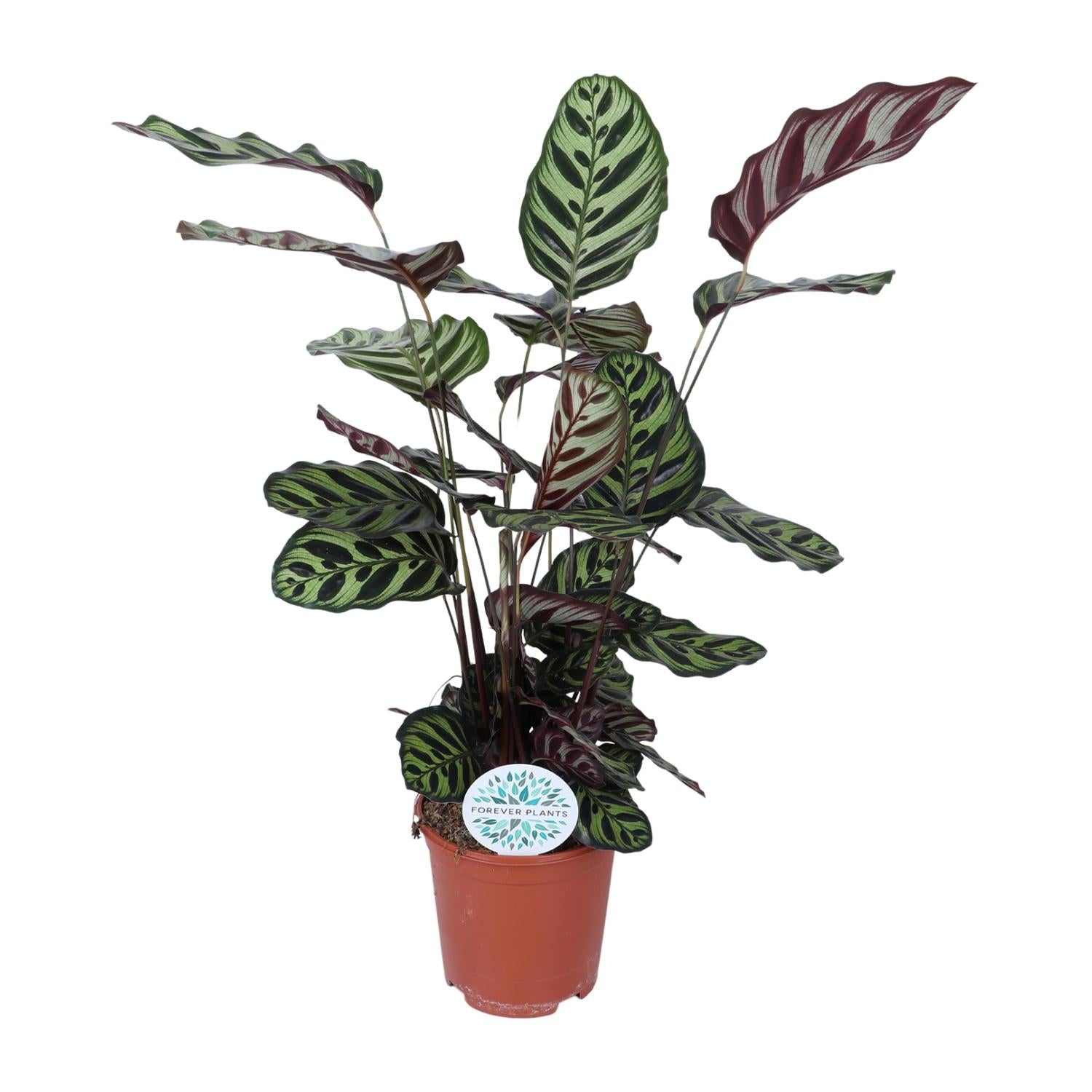 wunderschöne Pfauenpflanze Calathea Makoyana im Topf