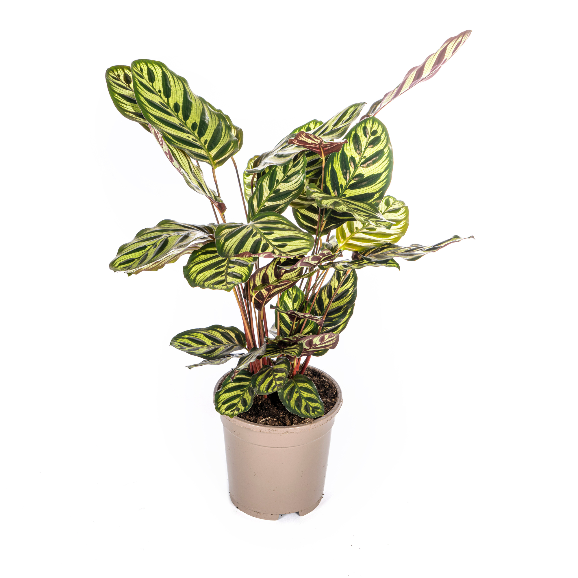 bunte Zimmerpflanze Pfauenpflanze Calathea Makoyana im Topf