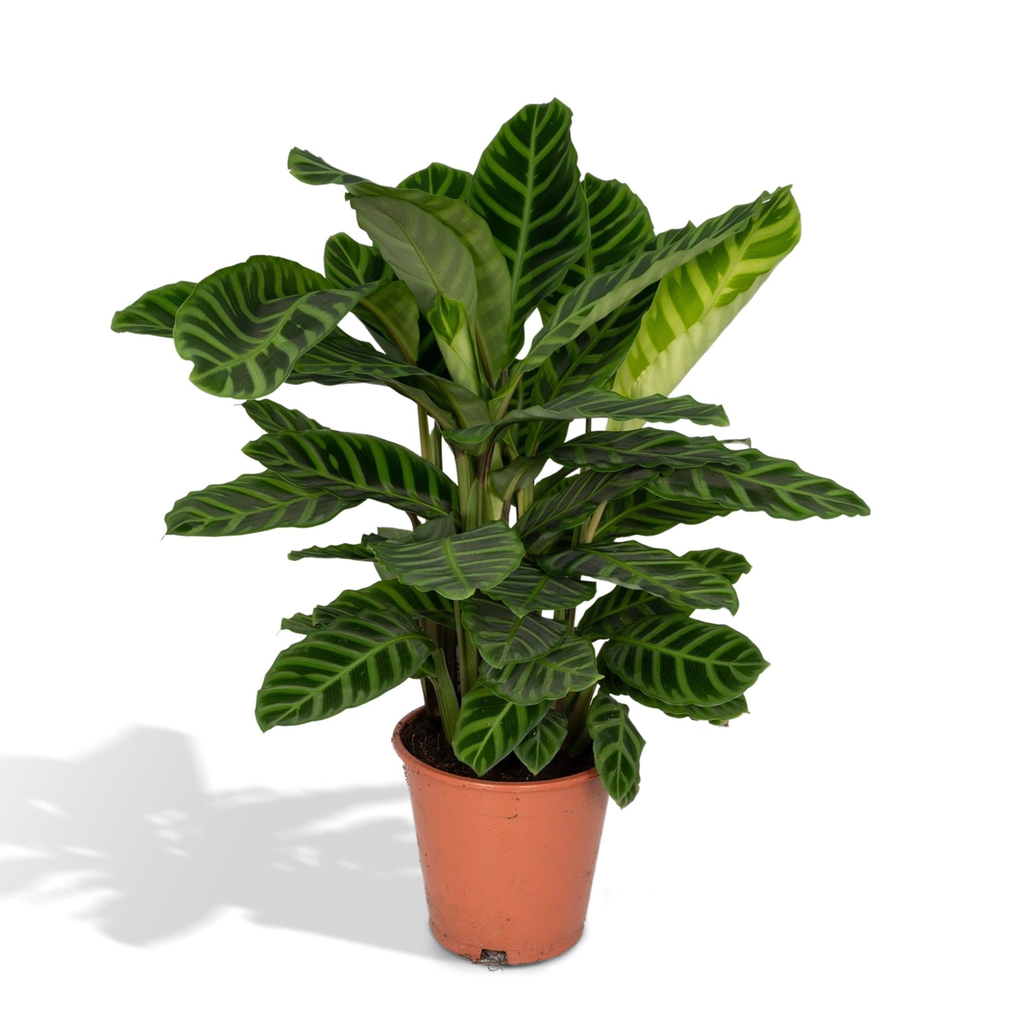 Zimmerpflanze Pfauenpflanze Calathea Zebrina im Topf