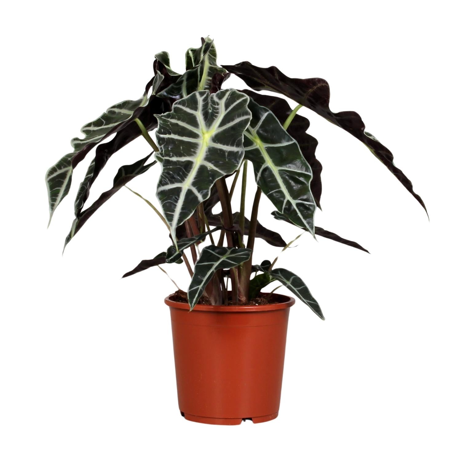 Zimmerpflanze Pfeilblatt Alocasia Polly im Topf