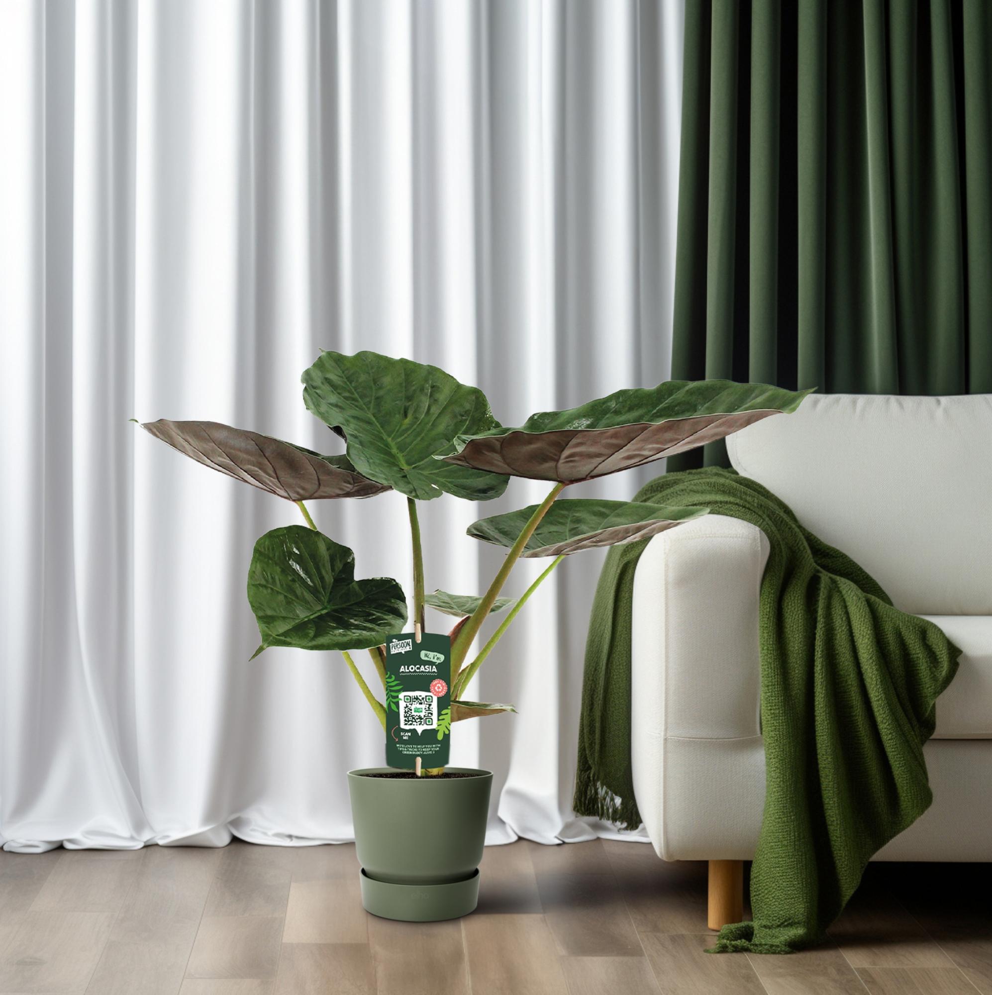 Zimmerpflanze Pfeilblatt Alocasia Wentii neben einem Sessel 