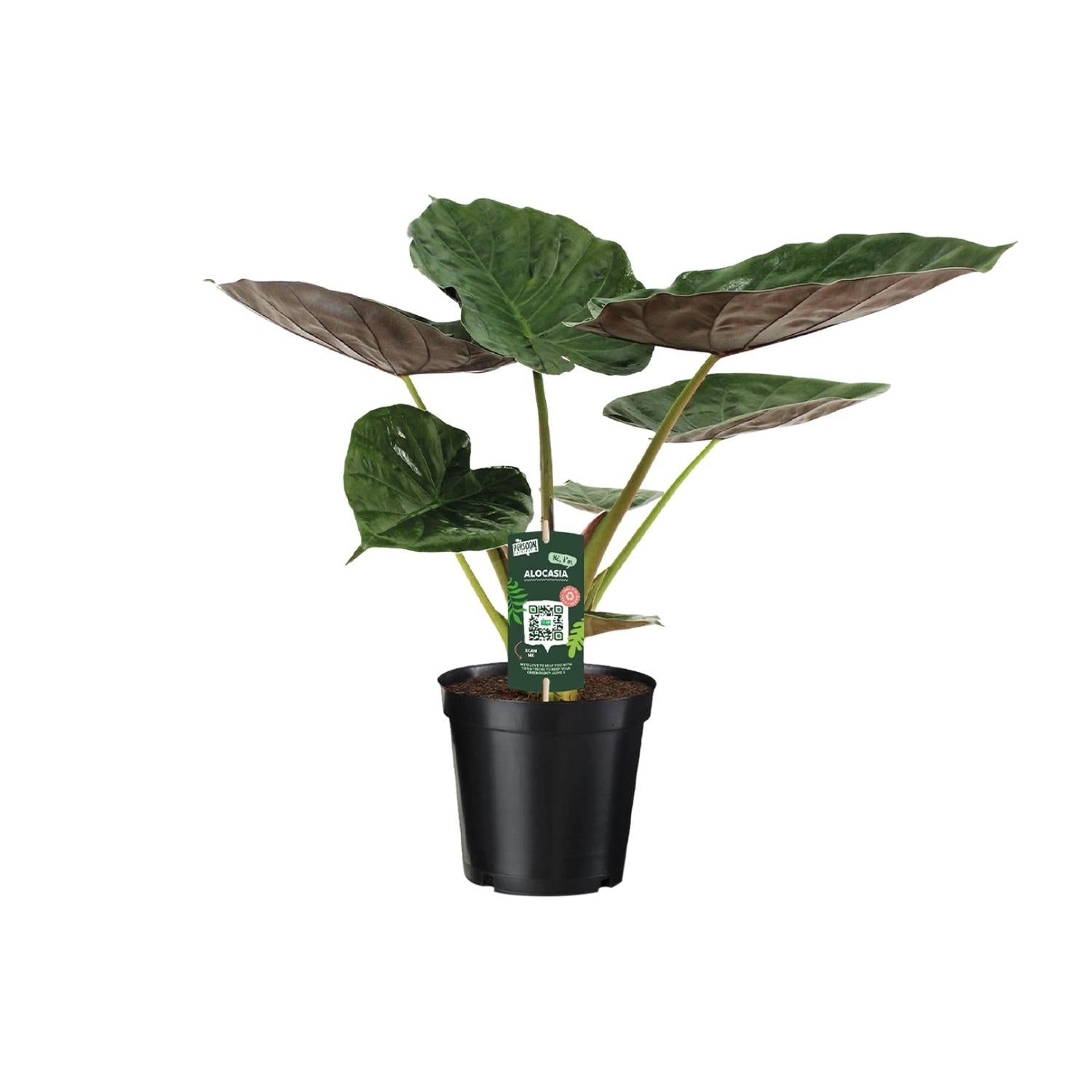 Zimmerblatt Pfeilblatt Alocasia Wentii im Topf