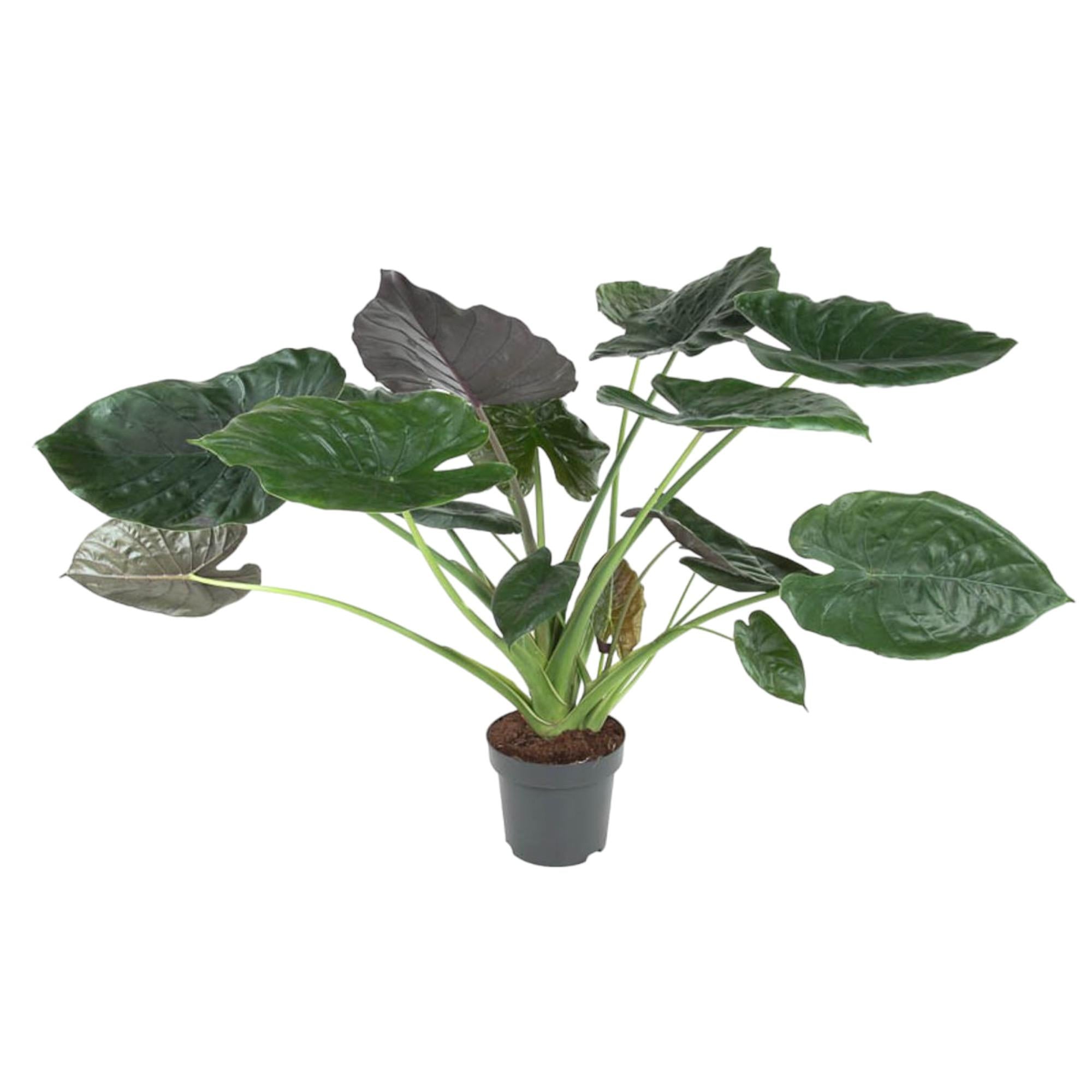 grüne Zimmerpflanze Pfeilblatt Alocasia Wentii im Topf