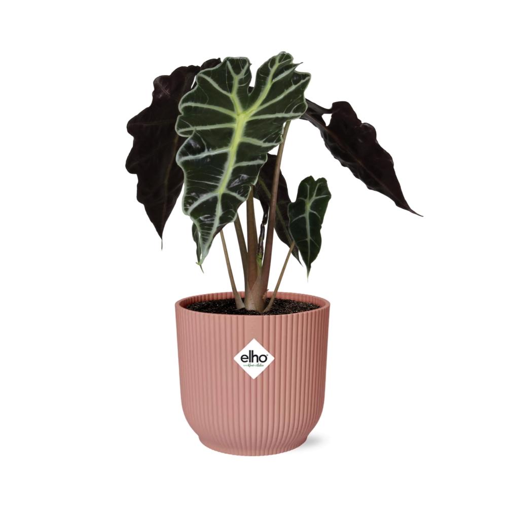 grüne Zimmerpflanze Pfeilblatt Alocasia ‘Polly’ im rosa Elho Topf