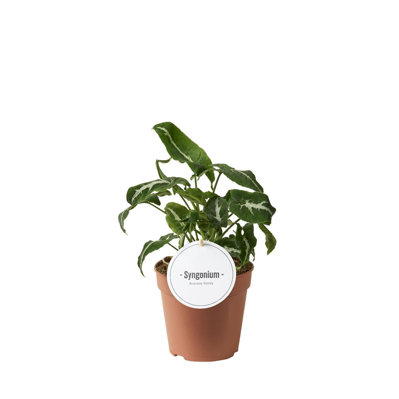 grüne Zimmerpflanze Silbernes Pfeilblatt Syngonium Wendlandii im Topf