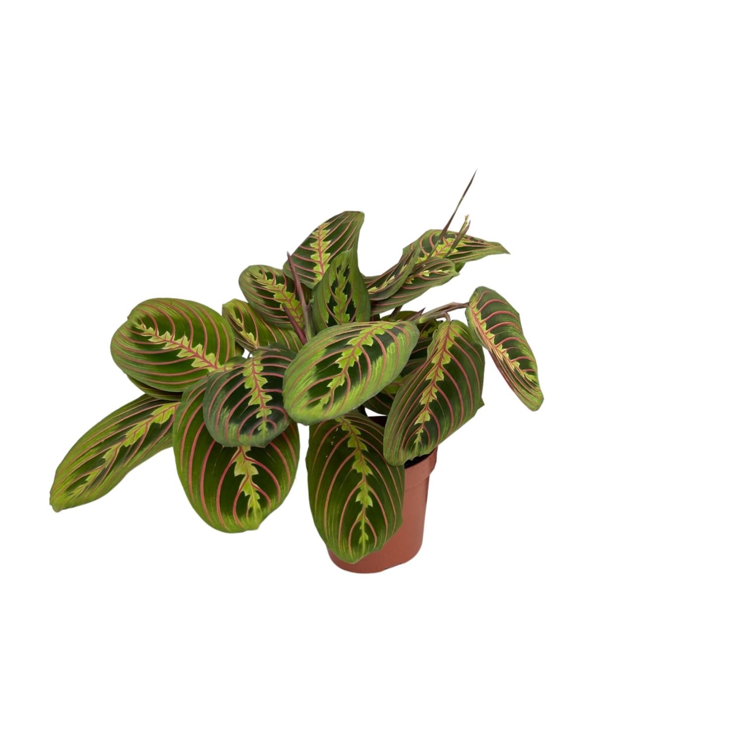 bunte Zimmerpflanze Pfeilwurz Maranta Fascinator im Topf