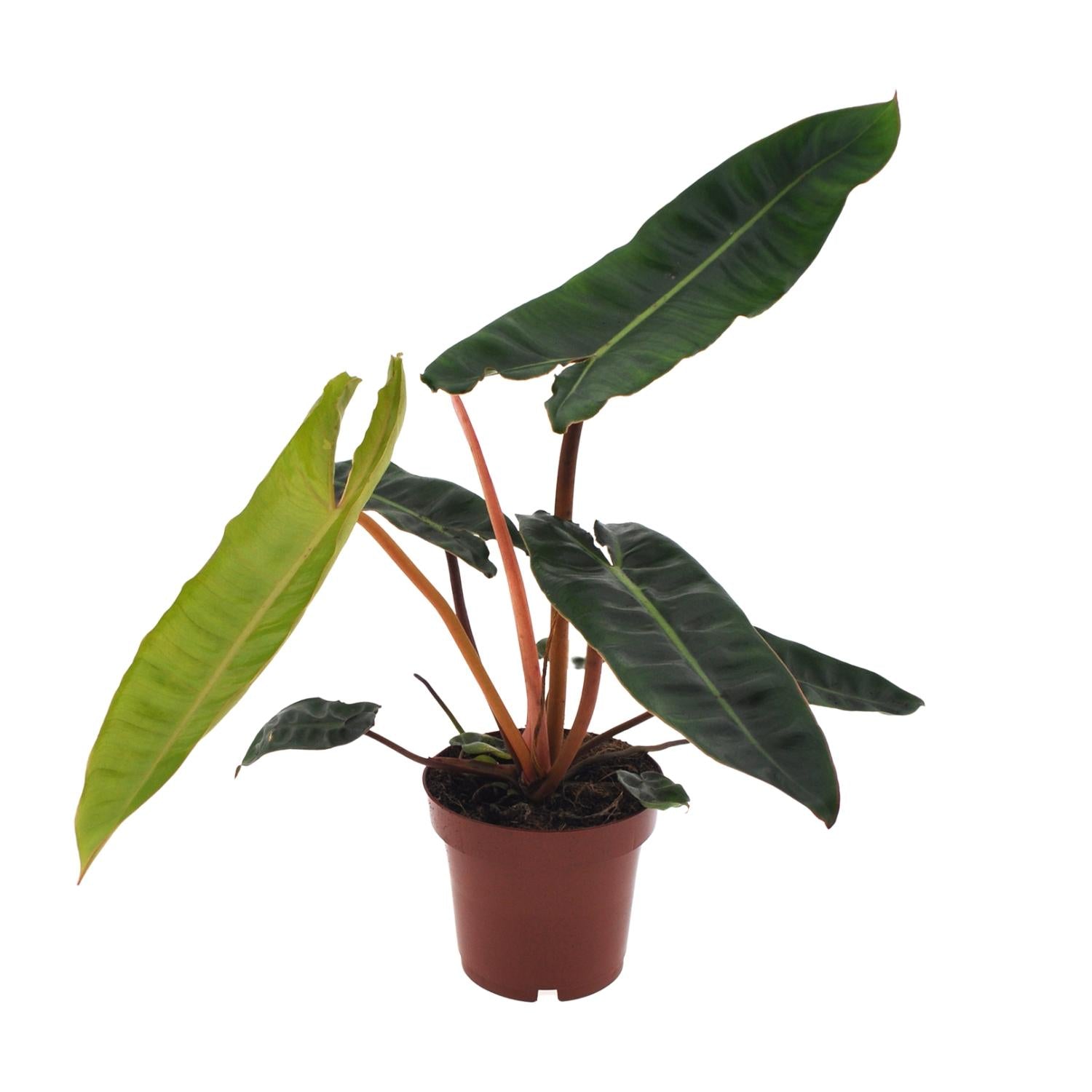 Zimmerpflanze Philodendron Billietiae im Topf