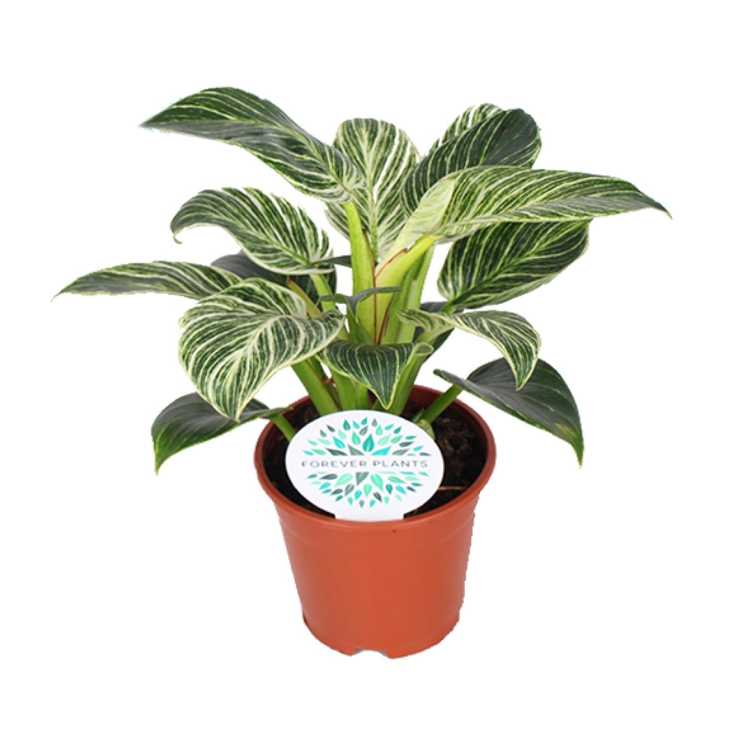 Zimmerpflanze Philodendron Birkin im Topf