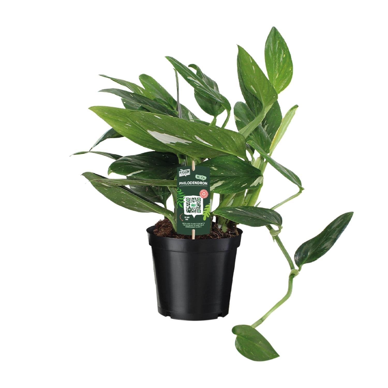 grüne Pflanze Philodendron Cobra Toef  im Topf