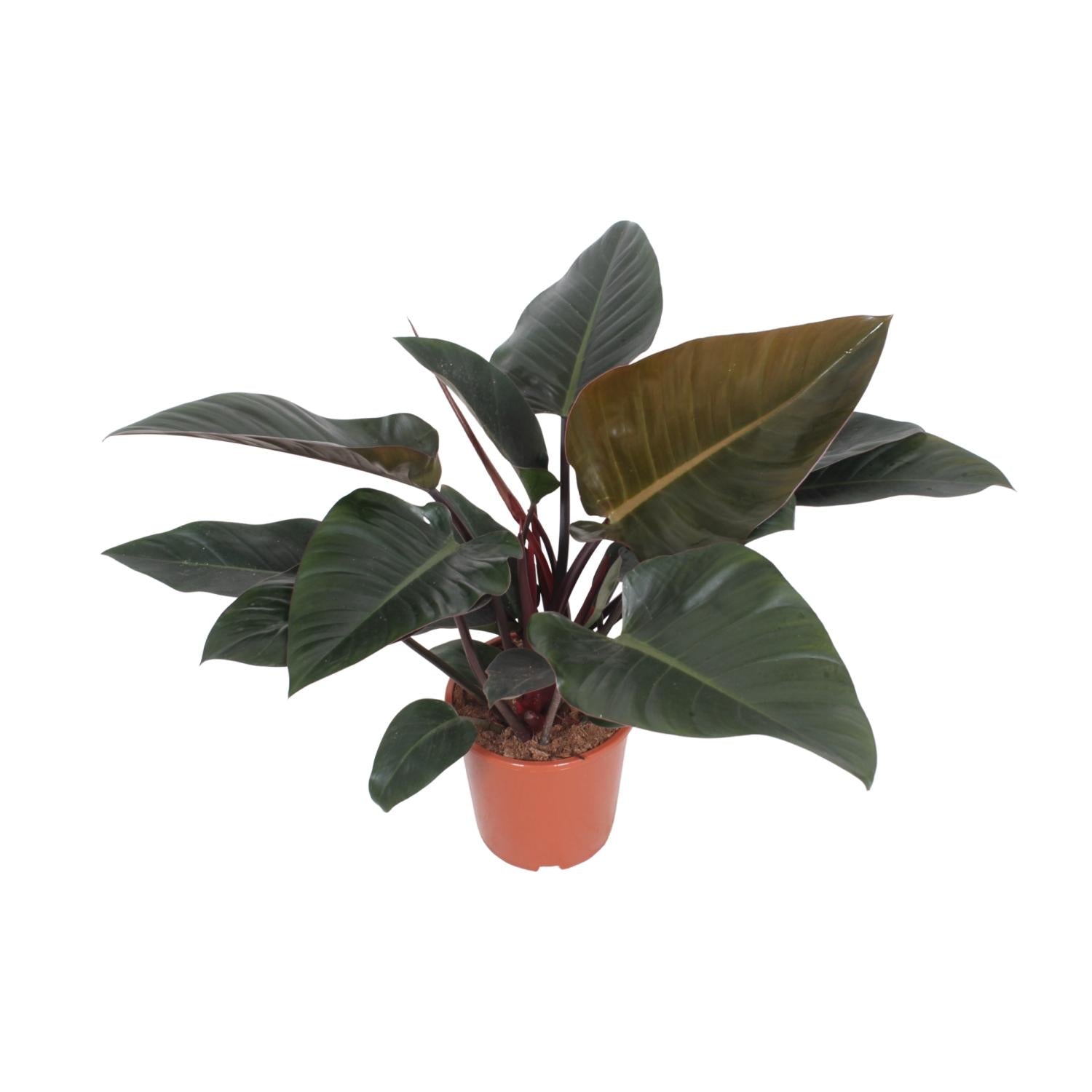 Topfpflanze Philodendron Congo Red 