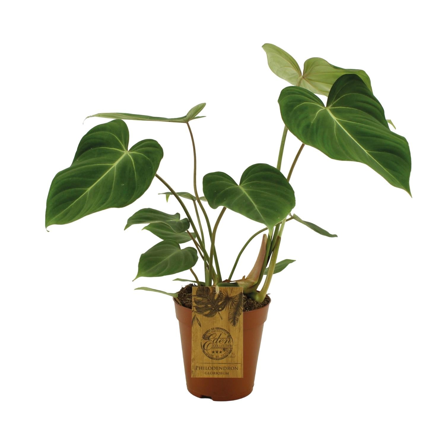 Zimmerpflanze Philodendron Gloriosum im Topf