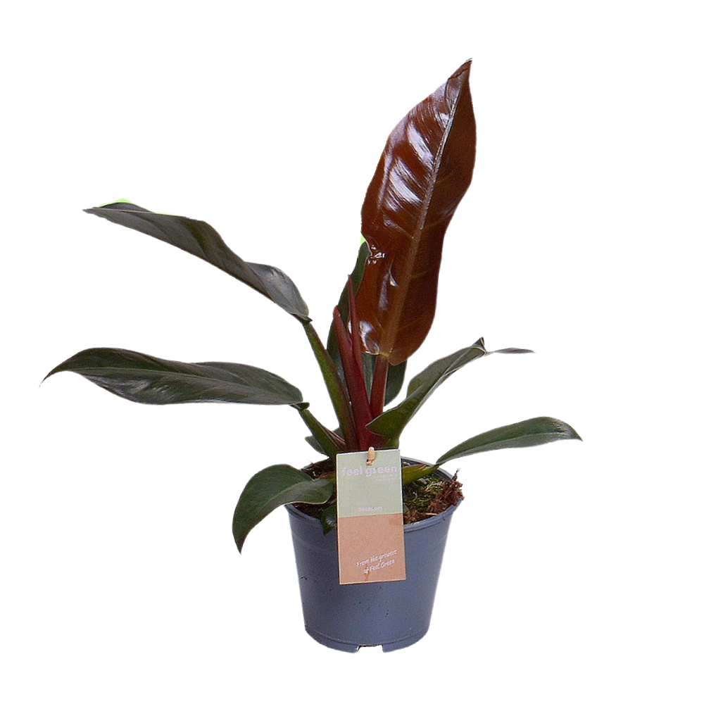 bunte Zimmerpflanze Philodendron Imperial Red Feel Green im Topf