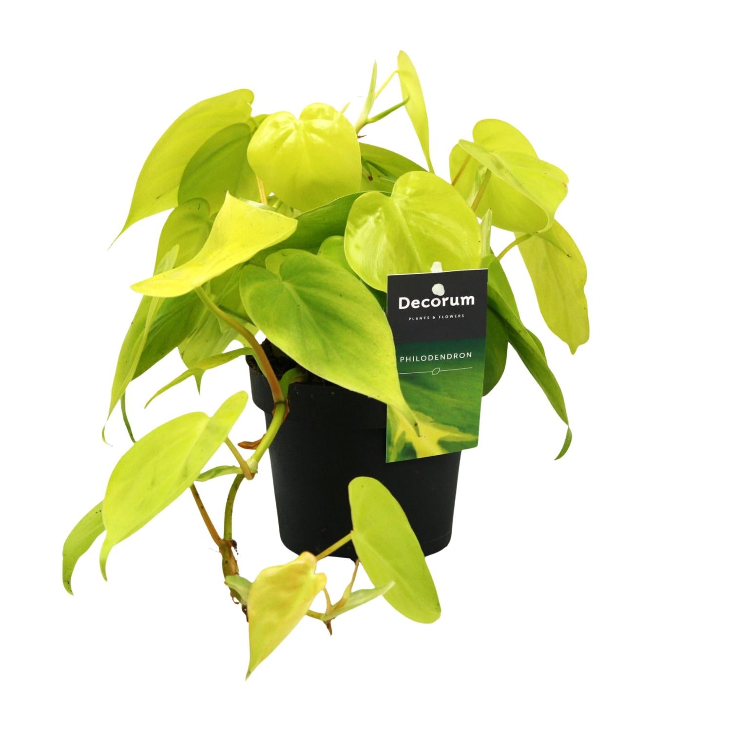 Zimmerpflanze Philodendron Lime im Topf