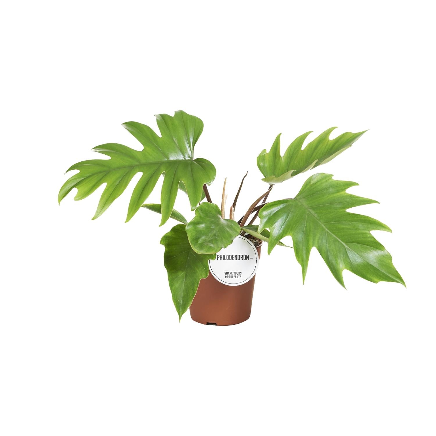 grüne Pflanze Philodendron Mayoi 