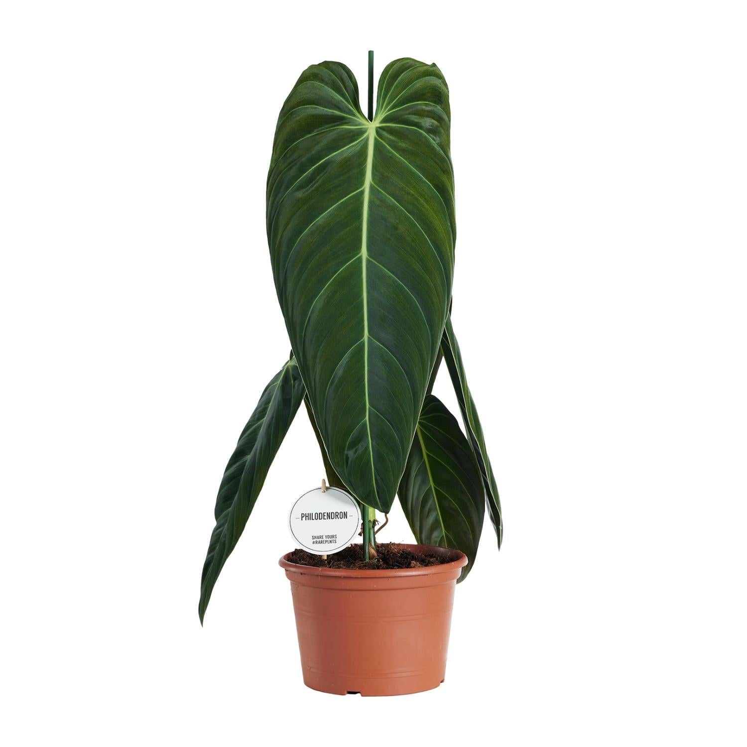 grüne Zimmerpflanze Philodendron Melanochrysum im Topf