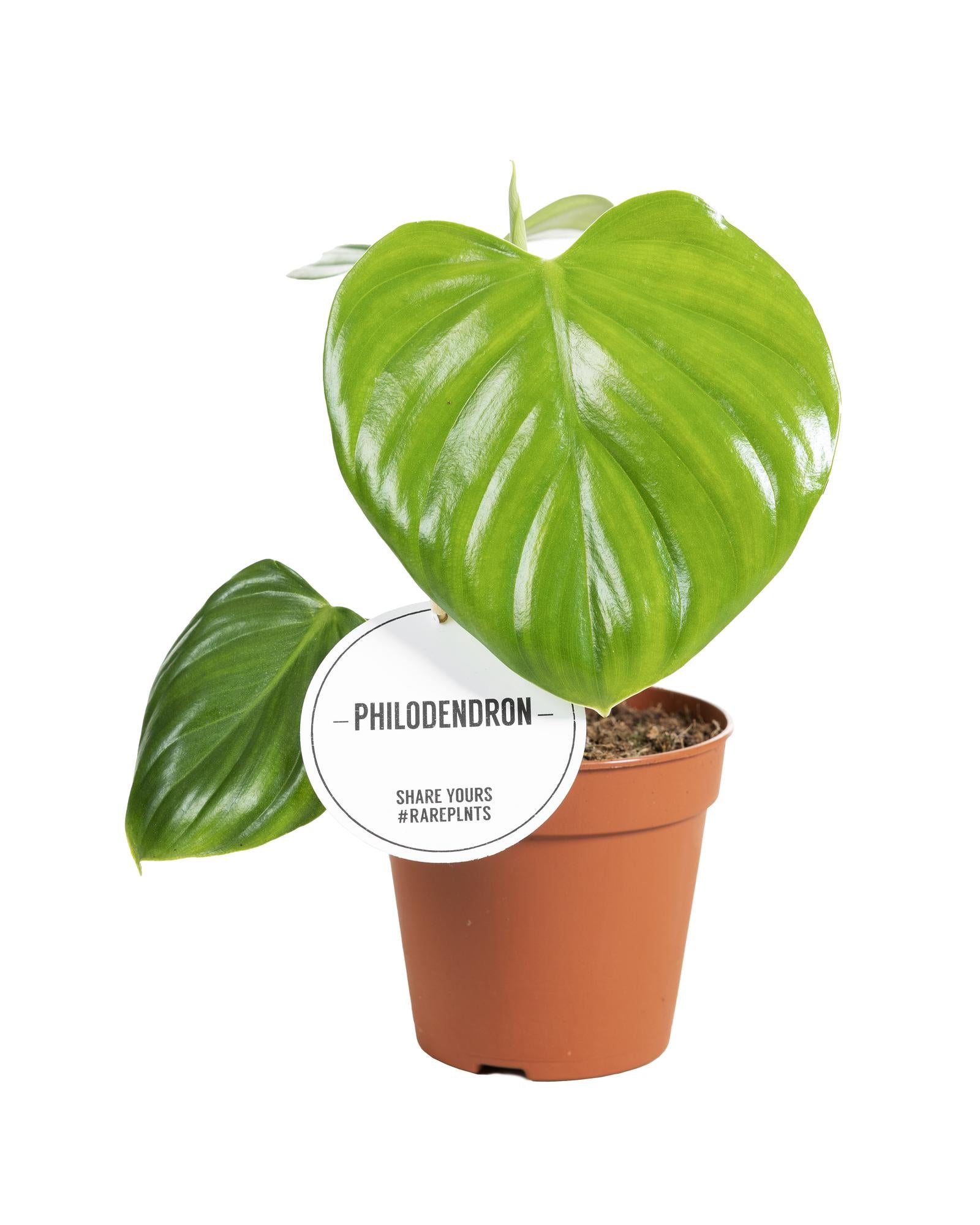 grüne Zimmerpflanze Philodendron Pittieri im Topf