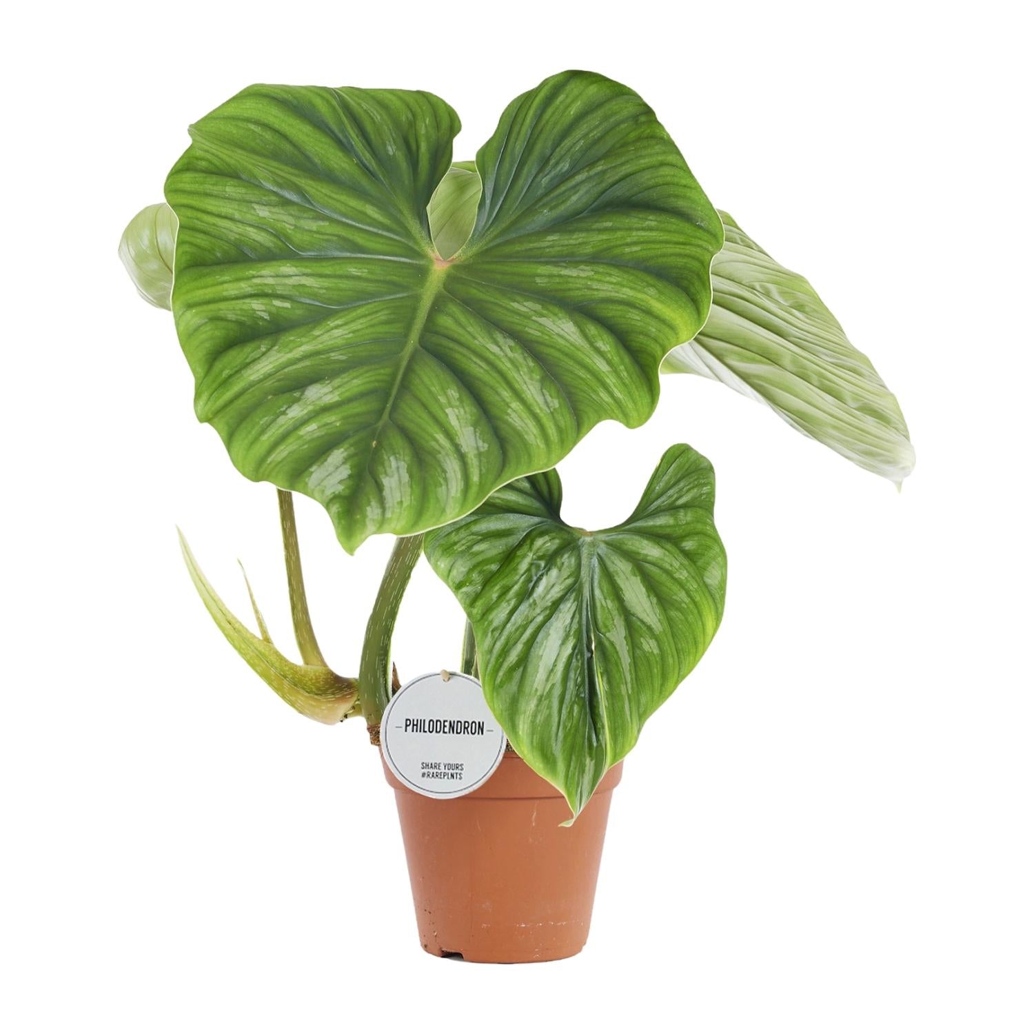 Zimmerpflanze Philodendron Plowmanii im Topf