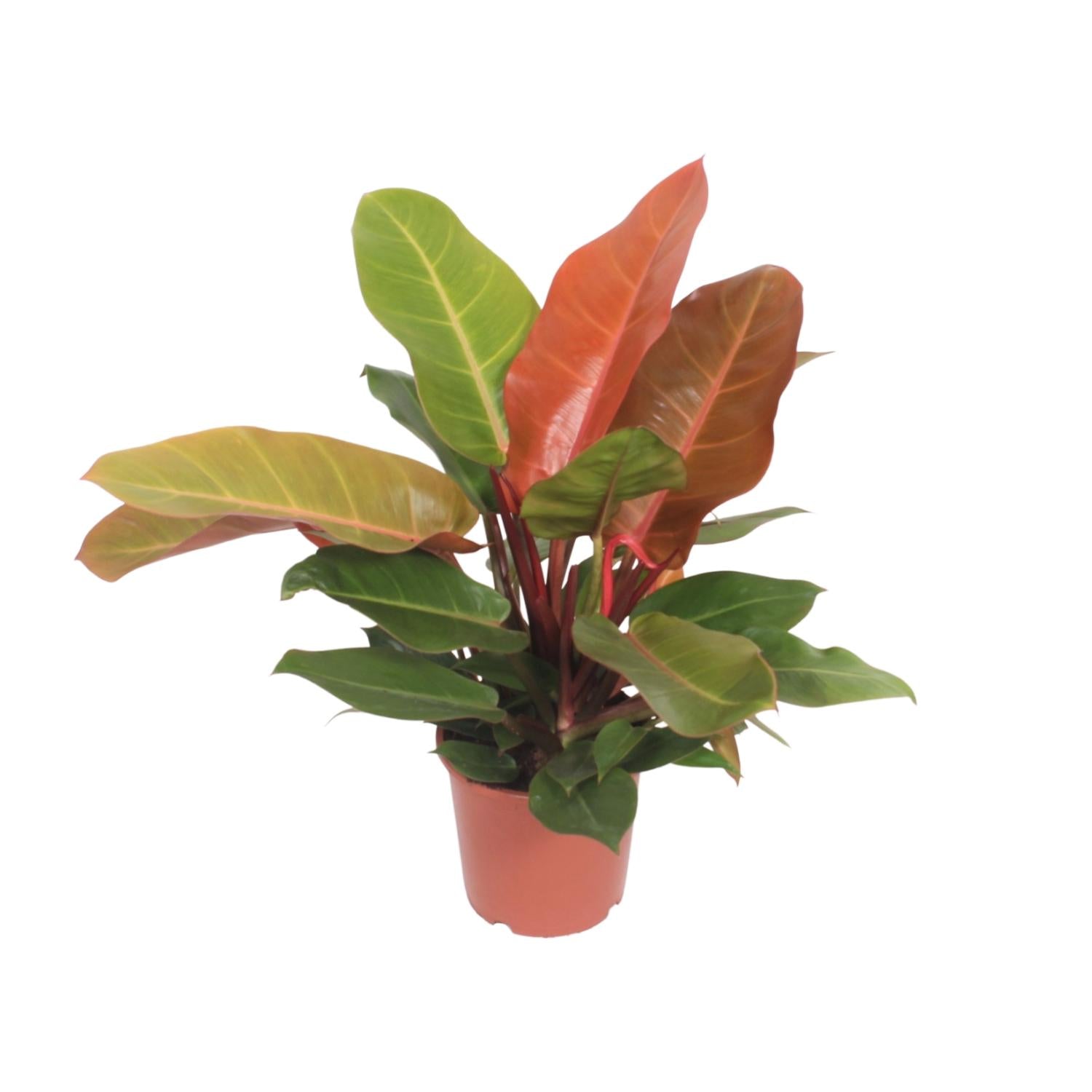 bunte Zimmerpflanze Philodendron Prince of Orange